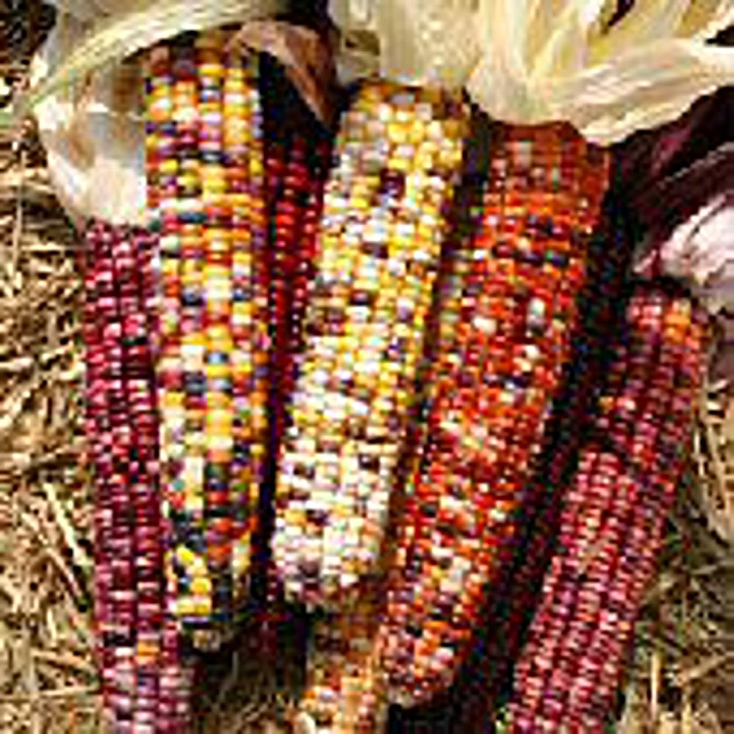 Semillas de maíz ornamental indio (explosión de otoño) (más de 20 semillas)  Sin OMG  Semillas de flores de hierbas y frutas vegetales para plantar