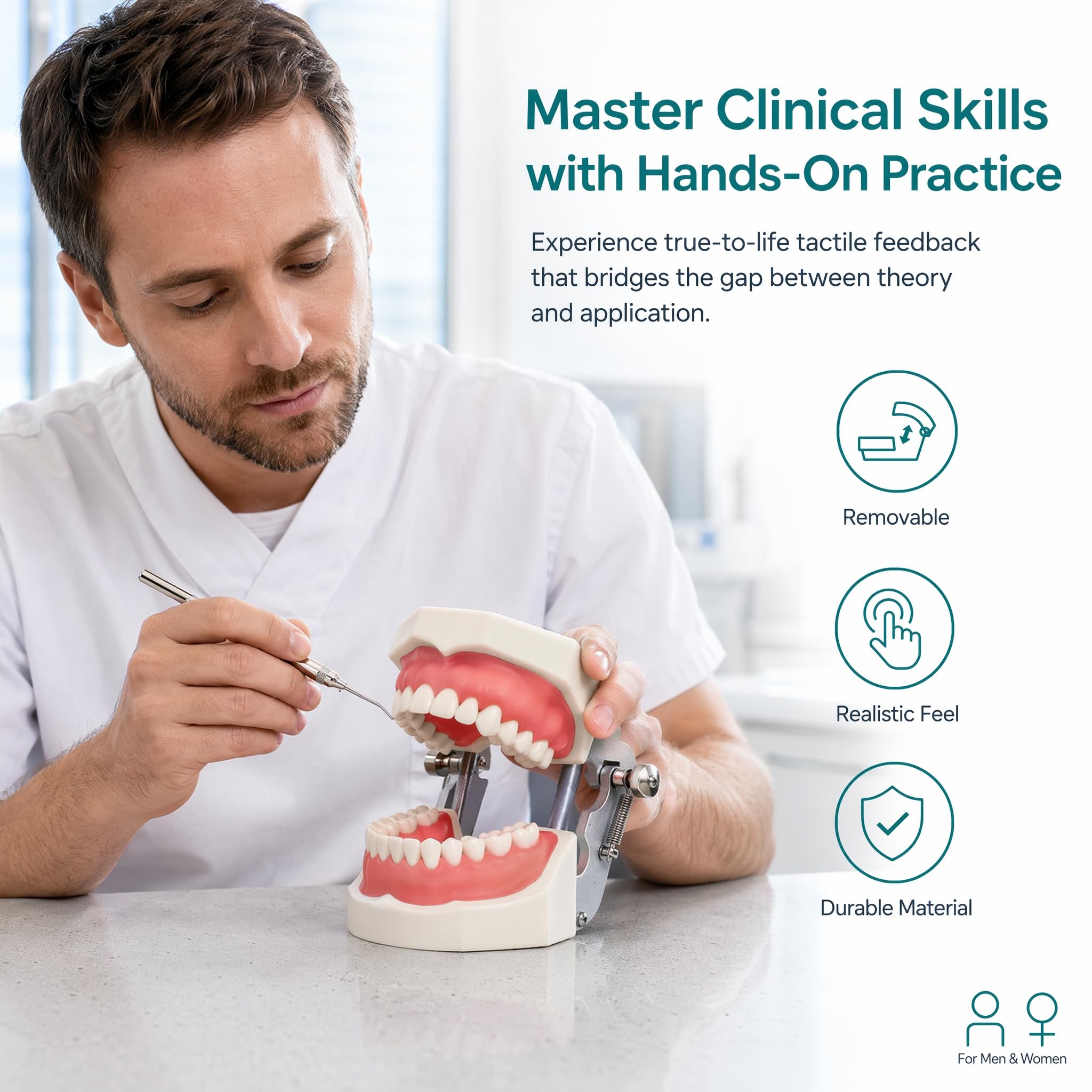 Dentale Typodont Model 28 Zębów Staccabile Strumenti Studio Didattico Articolato Anatomia Denti Rimovibili con Cacciavite