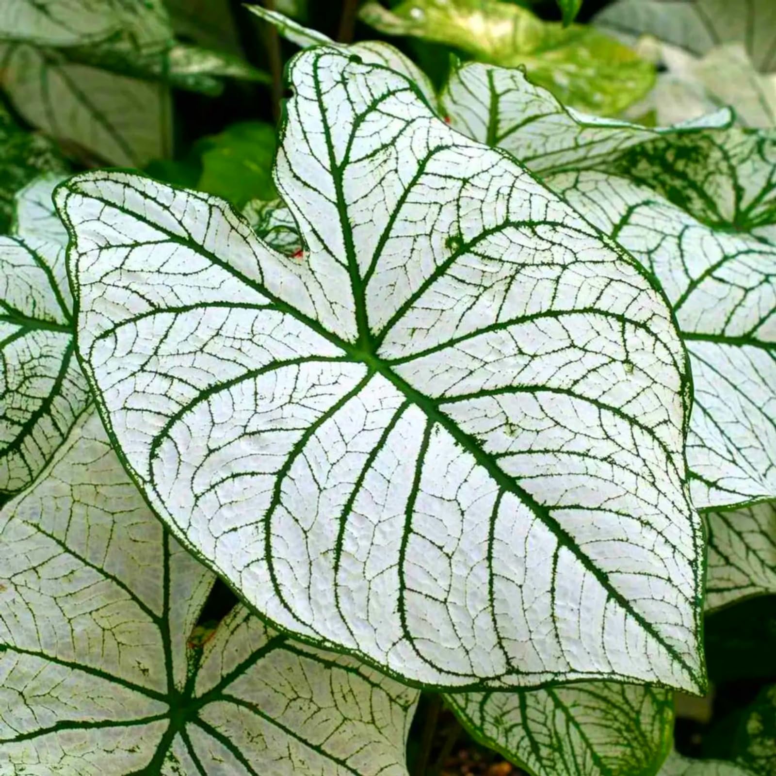 Bulk Elephant Ear Rhizome Surprise Growth, Colocasia Gigantea Bulbs, No Watering Required, Professional Planting-h-6Bulbs