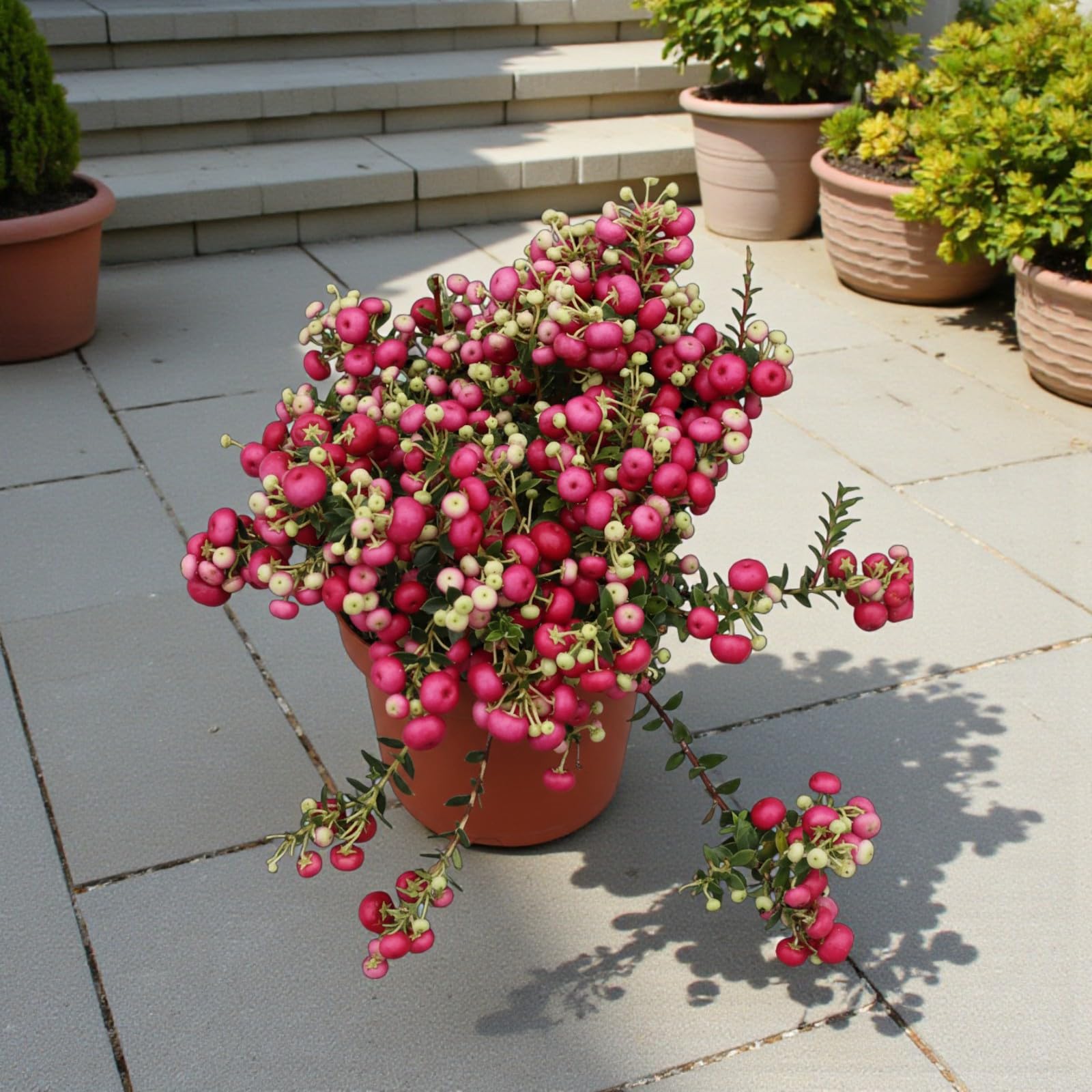 Carbeth Plants Pernettya Mix Evergreen Berry Shrub in 10.5cm Pot (3)