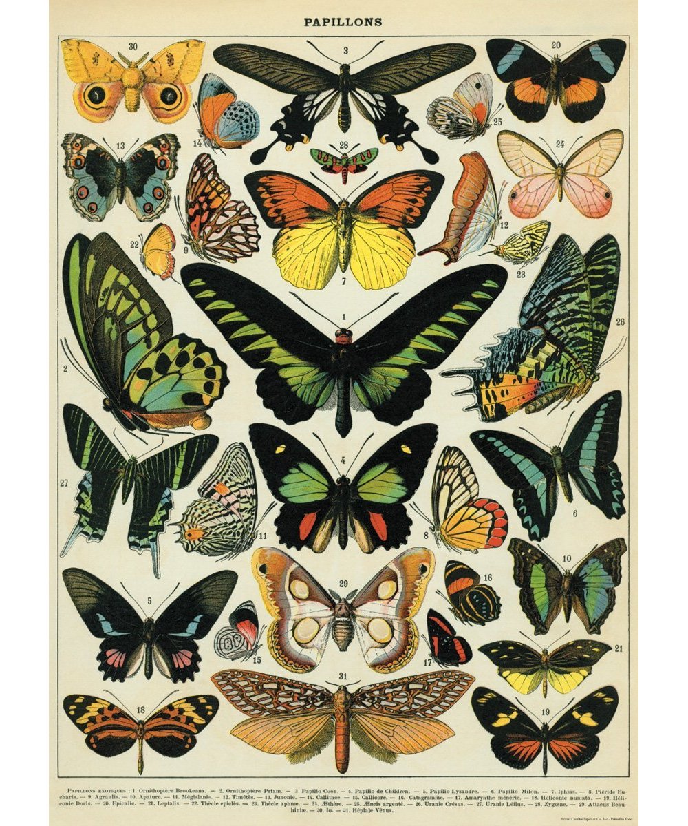Cavallini Butterflies Wrapping Paper