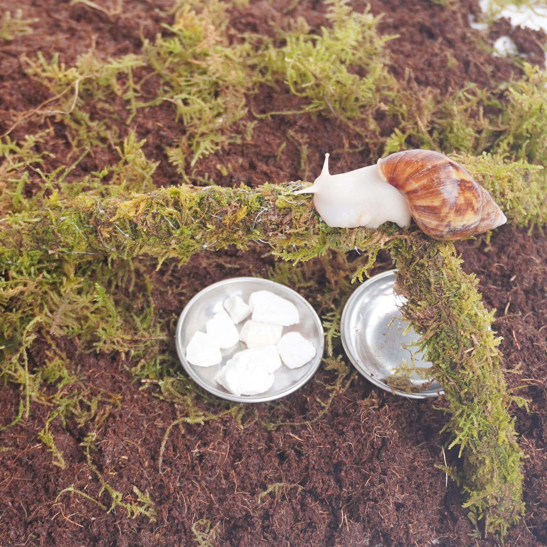 Snail Terrarium Accessory Kit 7PCS, Includes Moisture-Retaining Substrate, Climbing Toy, Cuttlebone Granules, Water and Food Plate, Spray Bottle - 4