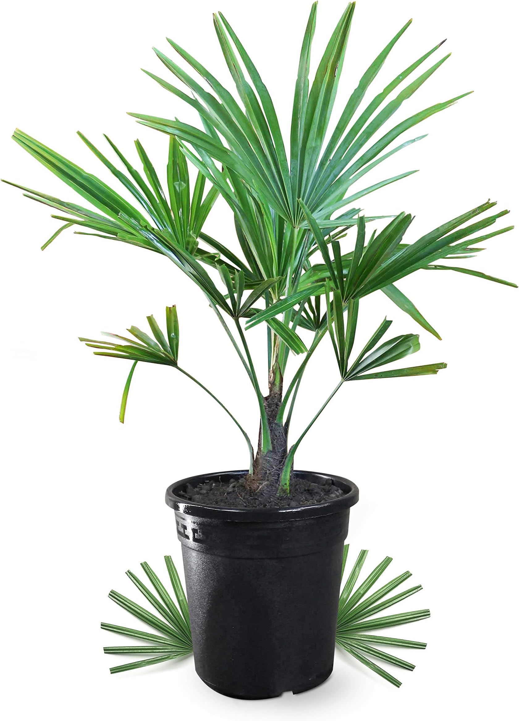 Trachycarpus Wagnerianus Hanfpalme - Frosthart Bis -19 Grad