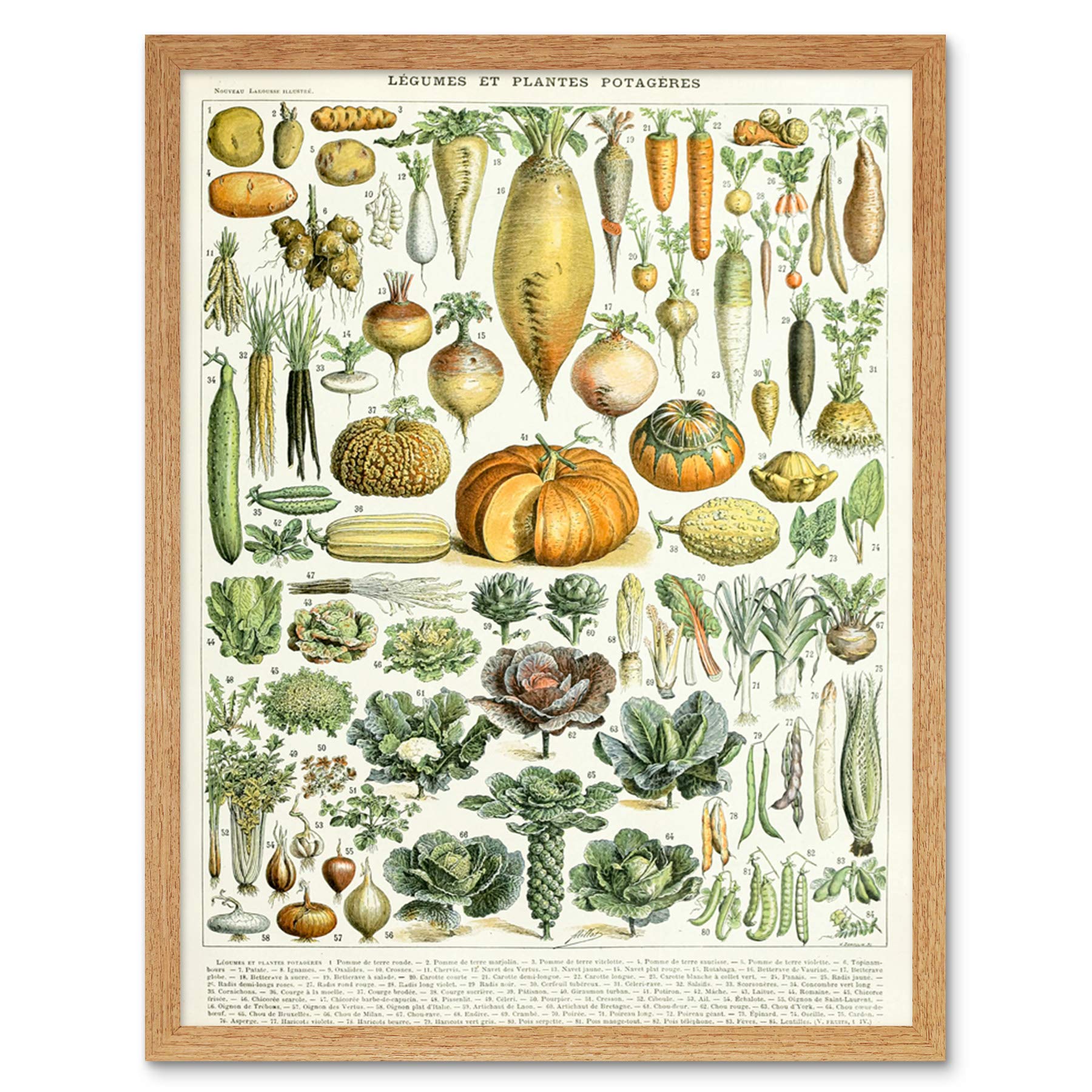 Artery8 Legumes Vegetables Millot Encyclopedia Page Art Print Framed Poster Wall Decor 12X16 Inch