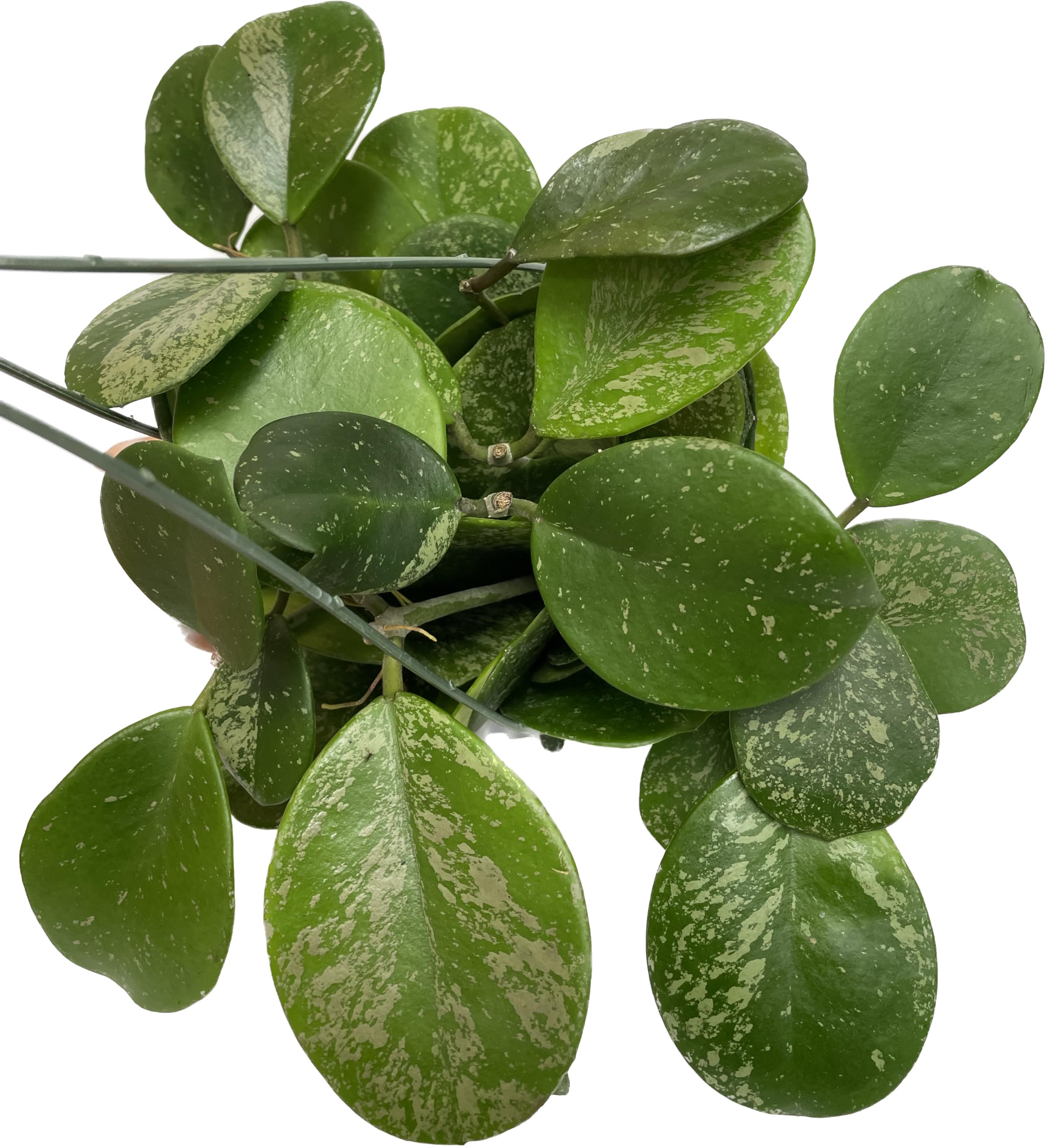 Hoya Obovata Spalsh Available in 2" Pot, 4" Pot, and 6" Hanging Pot Hoya Live Plants Live Houseplants California Seller (One Small Plant, 4" Pot)