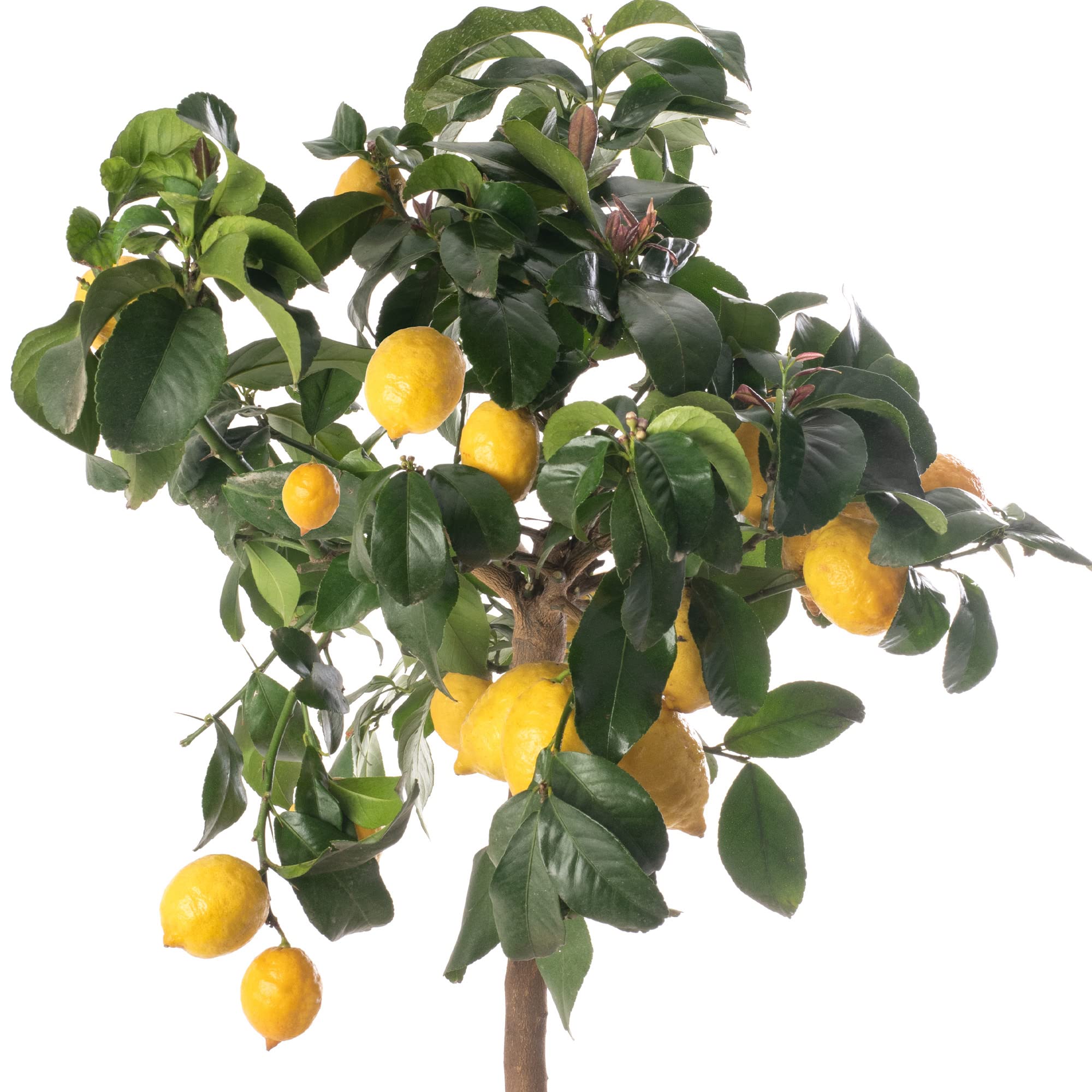 Großer Zitronenbaum - Züchte dein eigenes Obst zu Hause im Innen- oder Außenbereich.