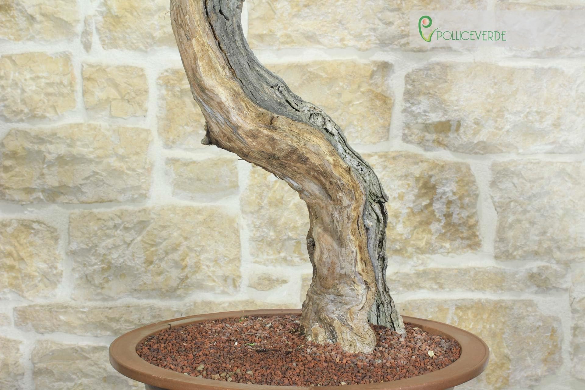 Bonsai di Vite (60)