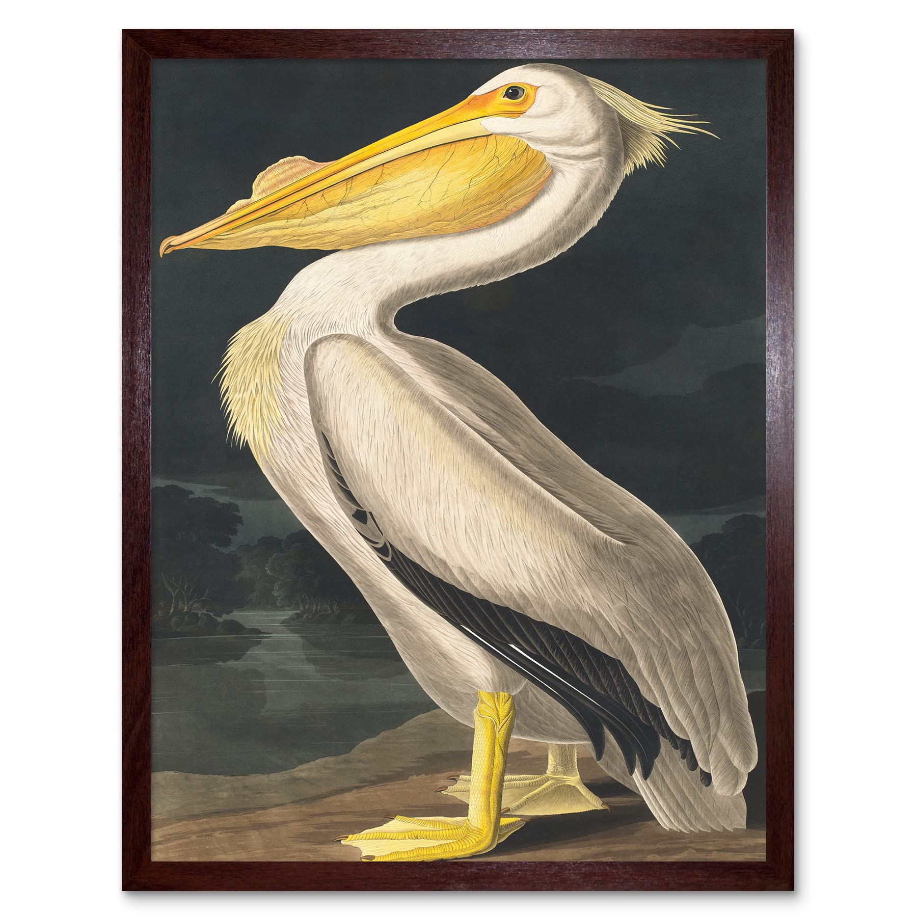 Wee Blue Coo John James Audubon Style Pelican Bird Vintage Detailed Illustration Art Print Framed Poster Wall Decor 12x16 inch