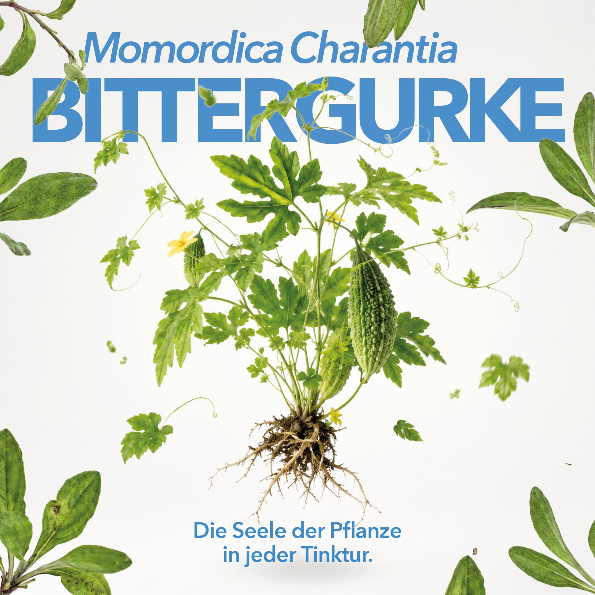 Bittergurke Tinktur 100 ml Momordica Charantia Tropfen vegan Bio Extrakt Bittermelone Karela Goya Kräuter Tinktur Pflanzenextrakt 65% Alkohol Braunglas ohne Farbstoffe Premium Qualität.