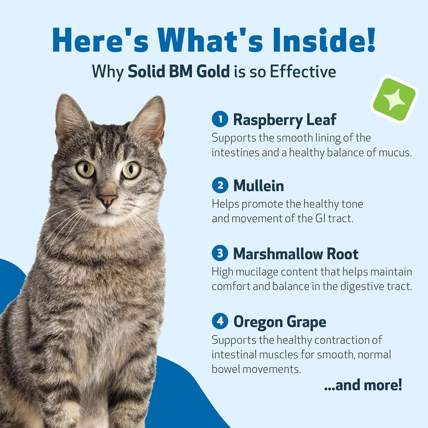 Pet Wellbeing Solid BM Gold for Cats - Supports Healthy Digestive Function, Solid Stools, Bayberry, Oregon Grape - Veterinarian-Formulated Herbal Supplement 4 oz (118 ml) (4 fl oz (118 ml))