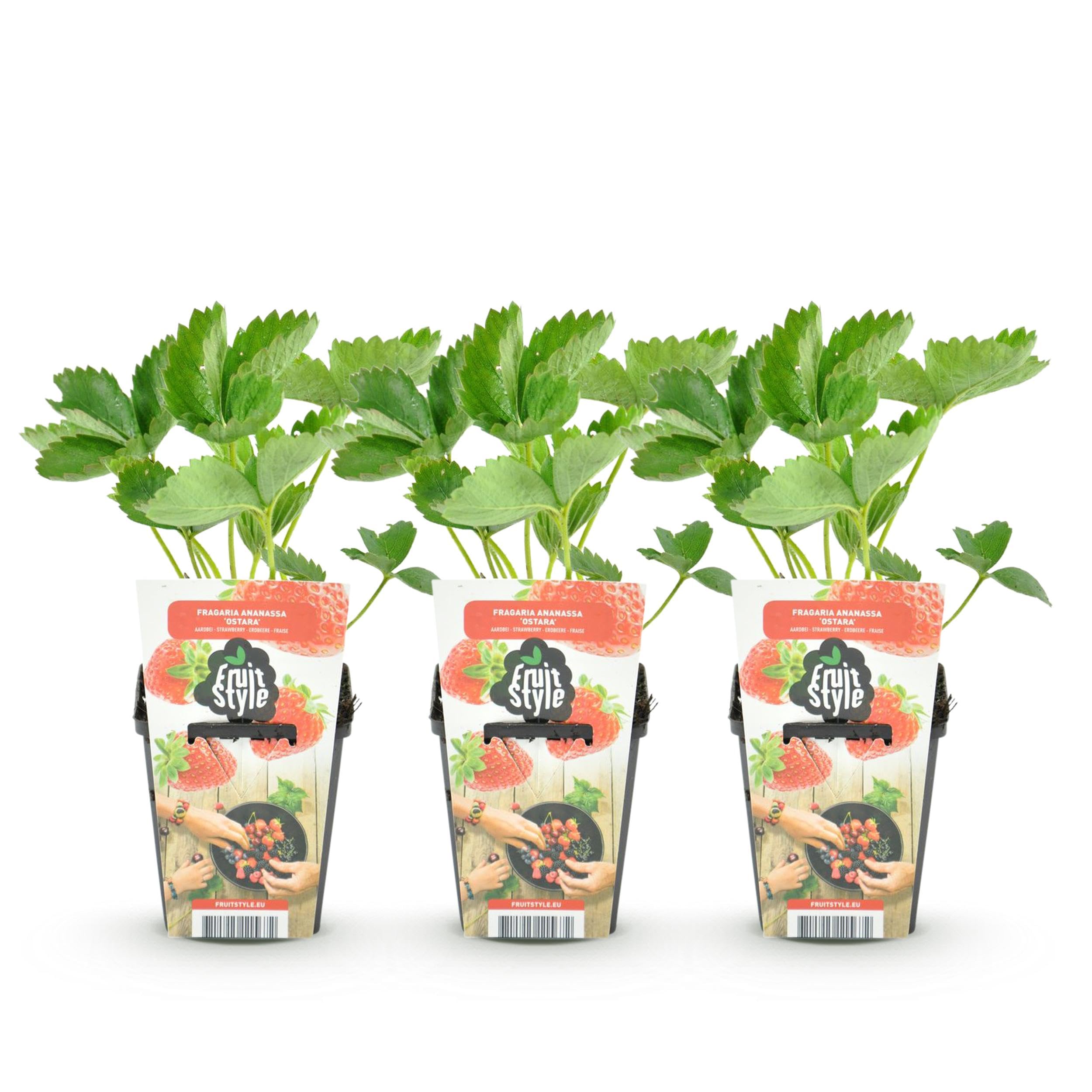 GreenboutiQ - Plantes à fruits - Fraise - Fragaria Elvira - Rustique - 3 Plantes - Pot 9 cm - Fraise Rouge