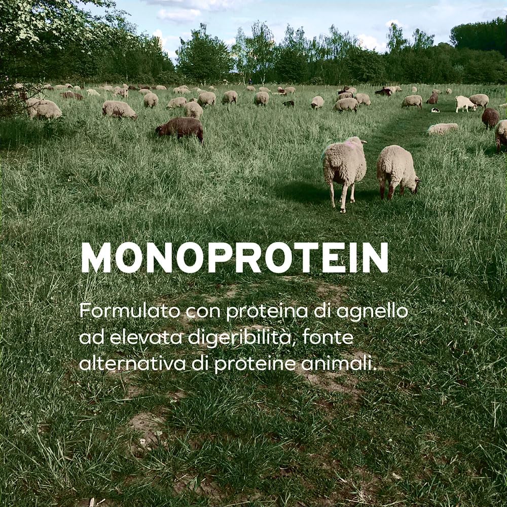 FORZA10 Dog Active Intestinal Colon FASE 2 | Agnello e Sorgo | Alimento Dietetico per Sensibilità Intestinale | Cibo Secco per Cani | Sacco da 10 Kg