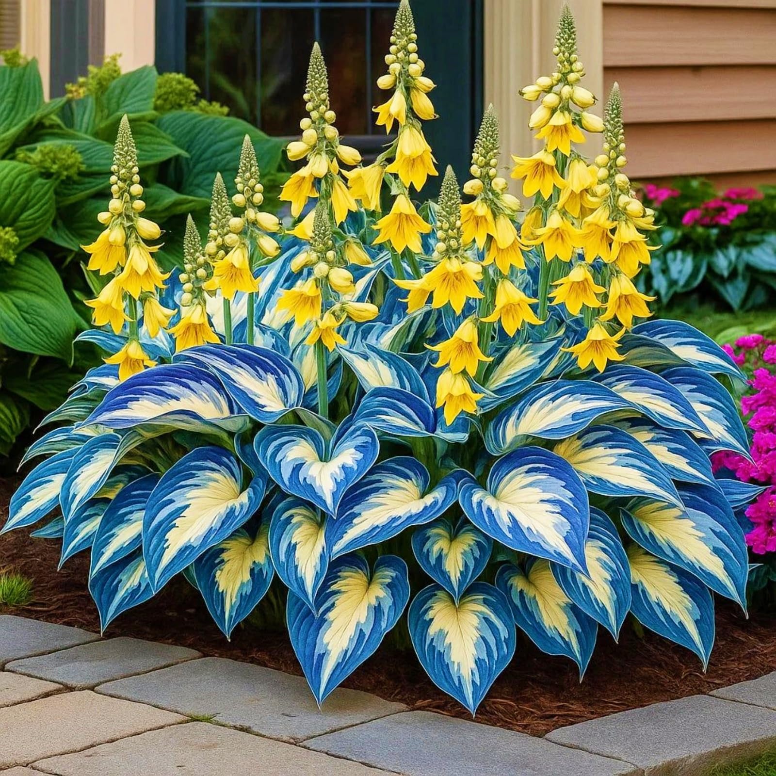 Hosta Bulbs for Planting, Hardy Perennial, Excellent Display, Mix Greening Flower, Natural Organic, Wedding, Balcony Garden, Landscape Design-6 Bulbs-J