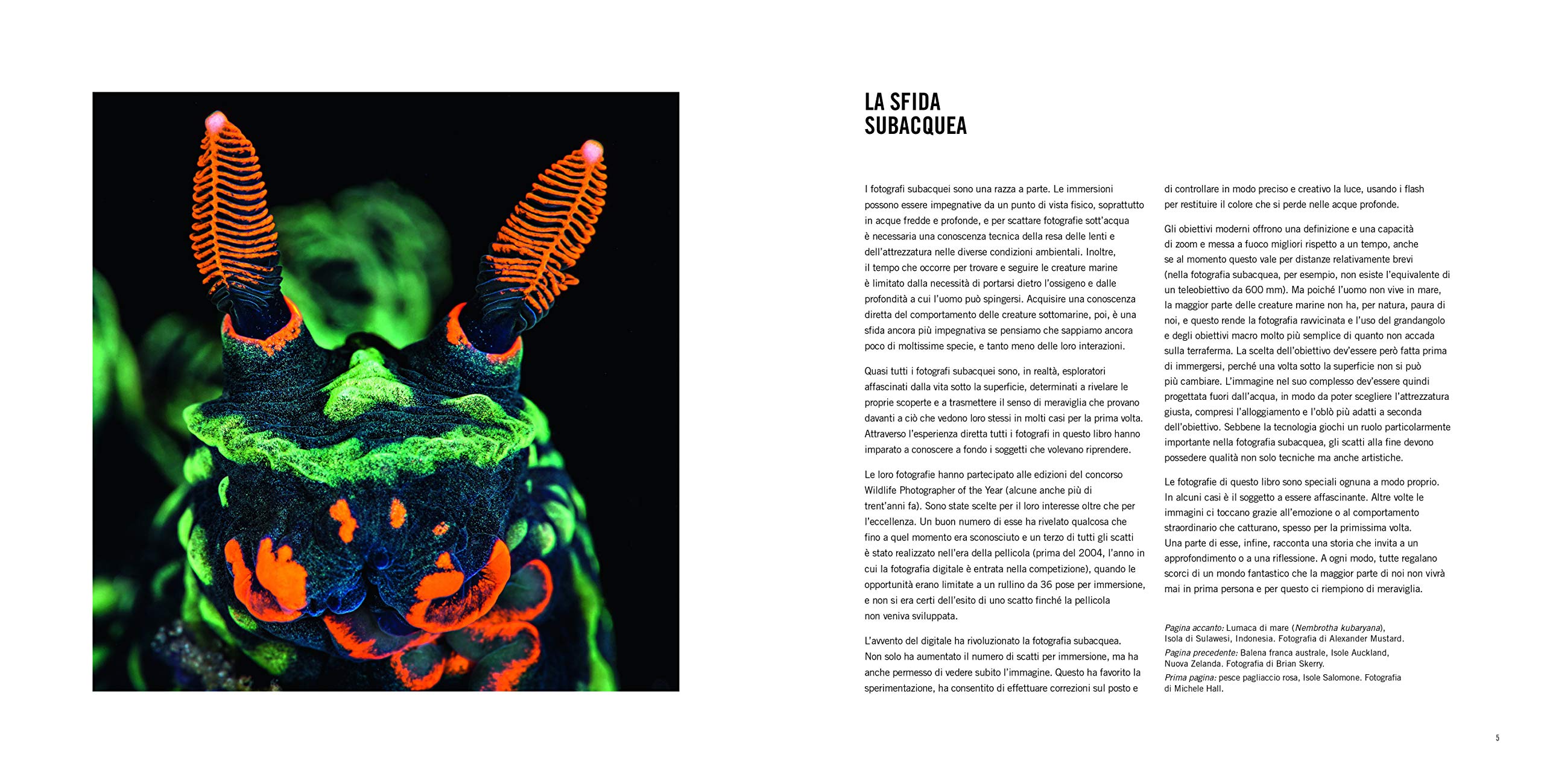 L'incredibile mondo sommerso. Insolite storie del mondo animale. Ediz. a colori