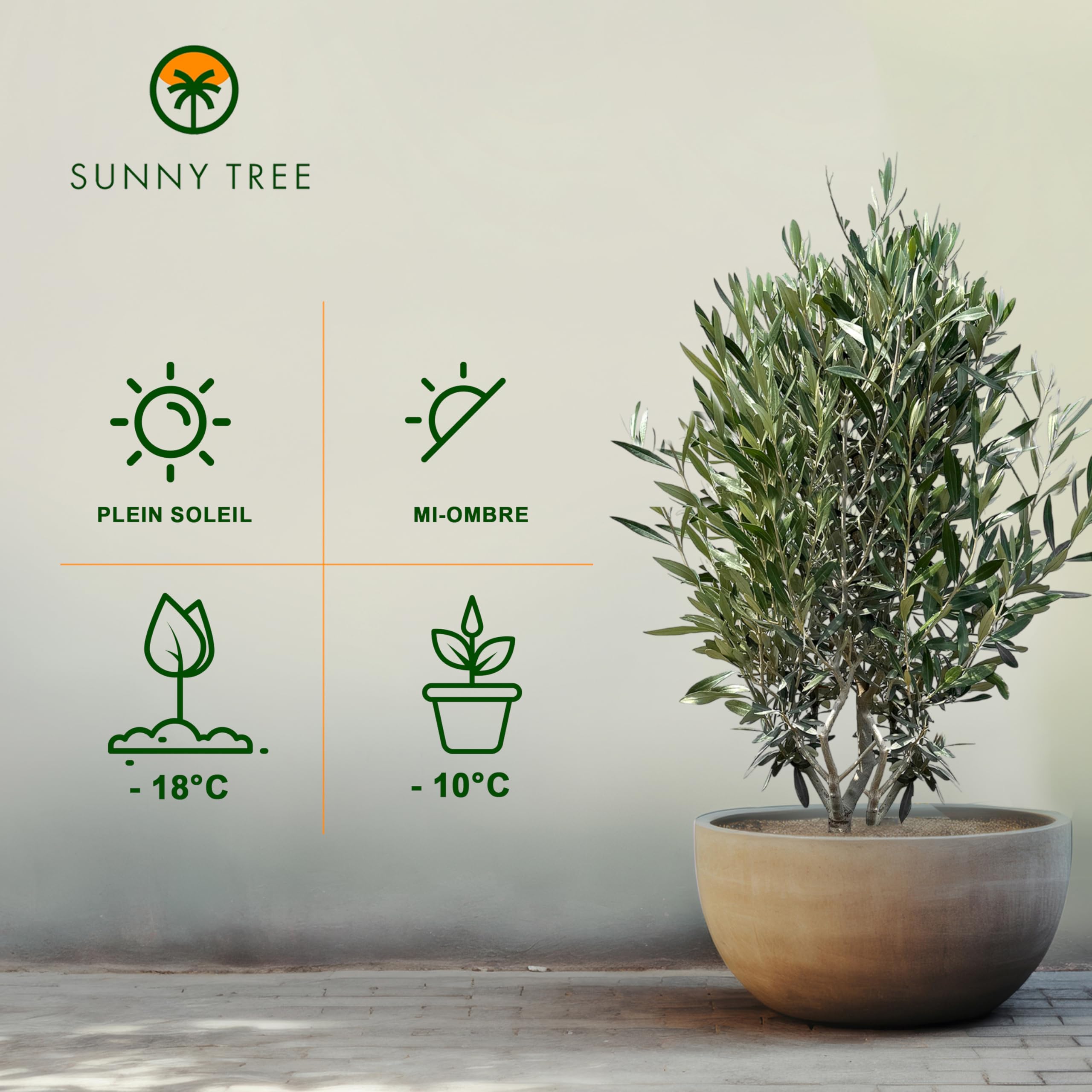 Sunny Tree Olivier Olea Europaea en forme d'arbuste - Résistant au froid - Hauteur 140-160 cm avec pot - A+