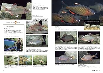 淡水魚1号〜12号　終刊号　淡水魚保護総合事業報告　14冊 淡水魚1号〜12号 終刊号 淡水魚保護総合事業報告 14冊