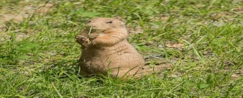 BeaverStories