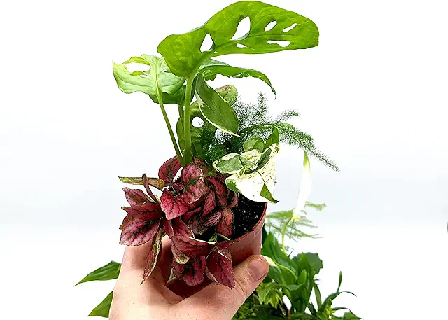 5 Small Closed Terrarium Plants in 7cm Pot | Plant Terrarium Kit