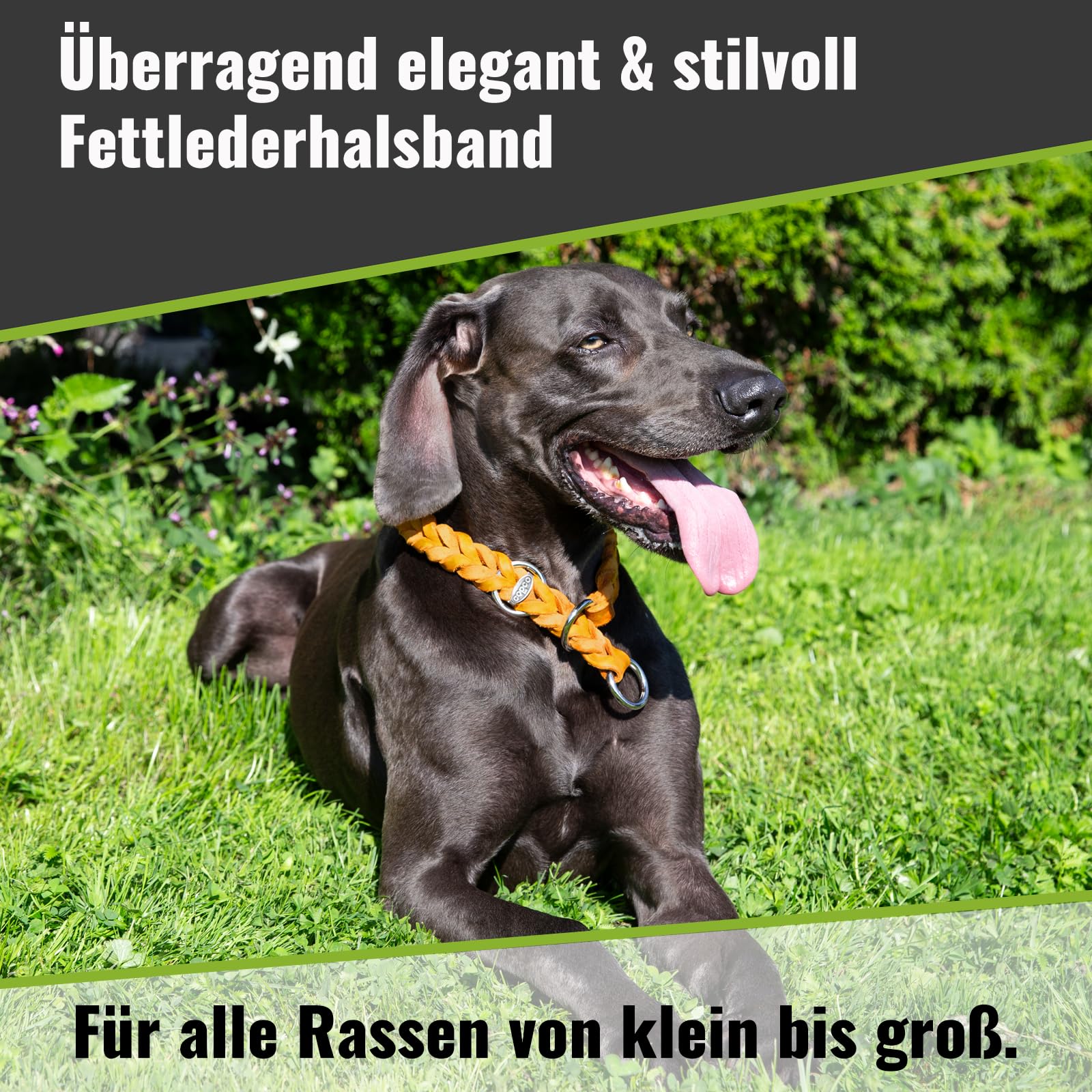 CopcoPet Hundehalsband Würger 55–60 cm x 25mm Braun – Geflochtenes Halsband mit Zugstopp & Messing Ring – Aus robustem Fettleder – Für große Hunde – Weiches Lederhalsband fürs Training