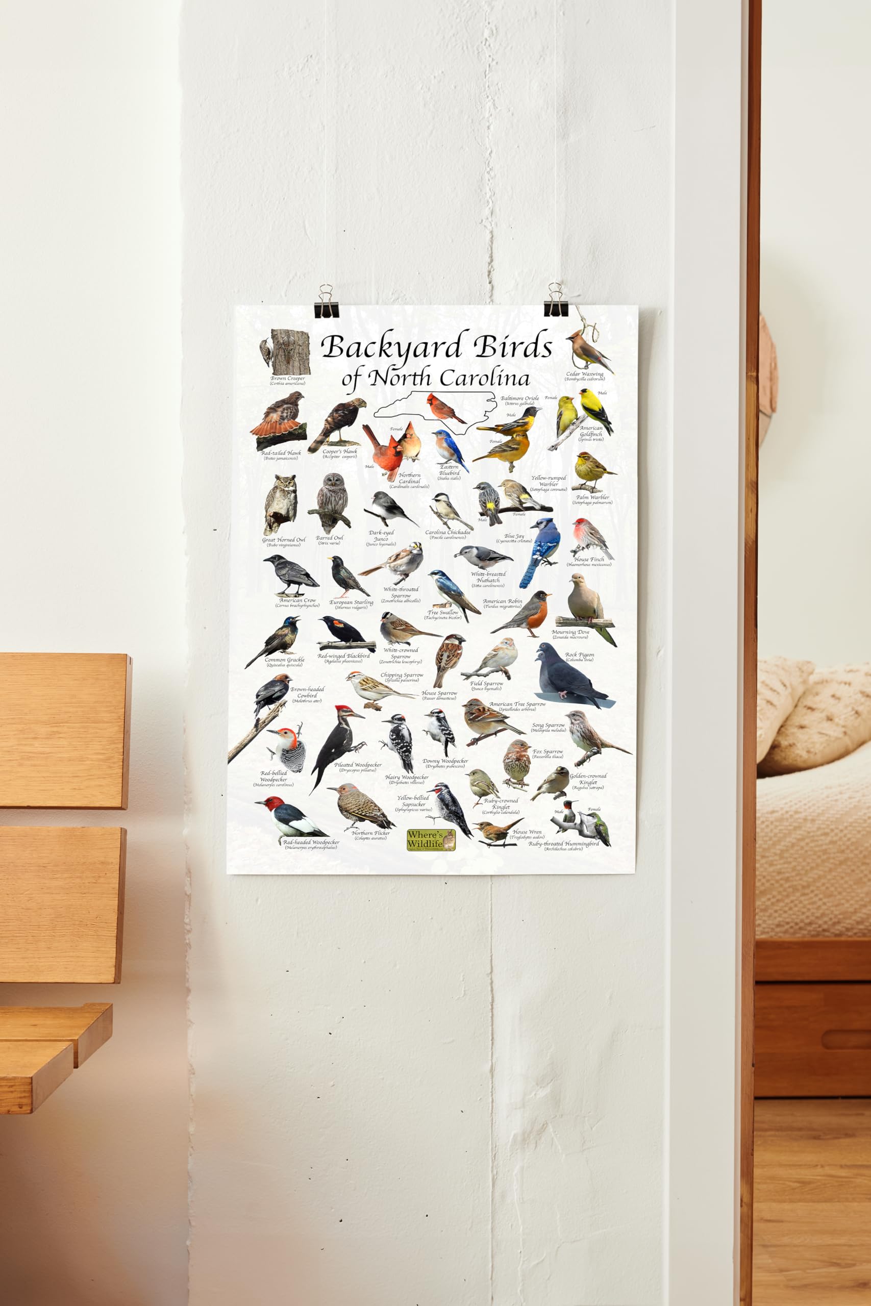 Amazon.com: Where's Wildlife Backyard Birds of North Carolina