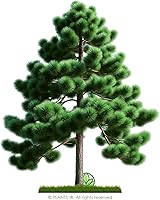 Vista 3 de Loblolly Pine Tree Semillas Premium Pinus taeda Plants' (Premium Seeds, 1000)