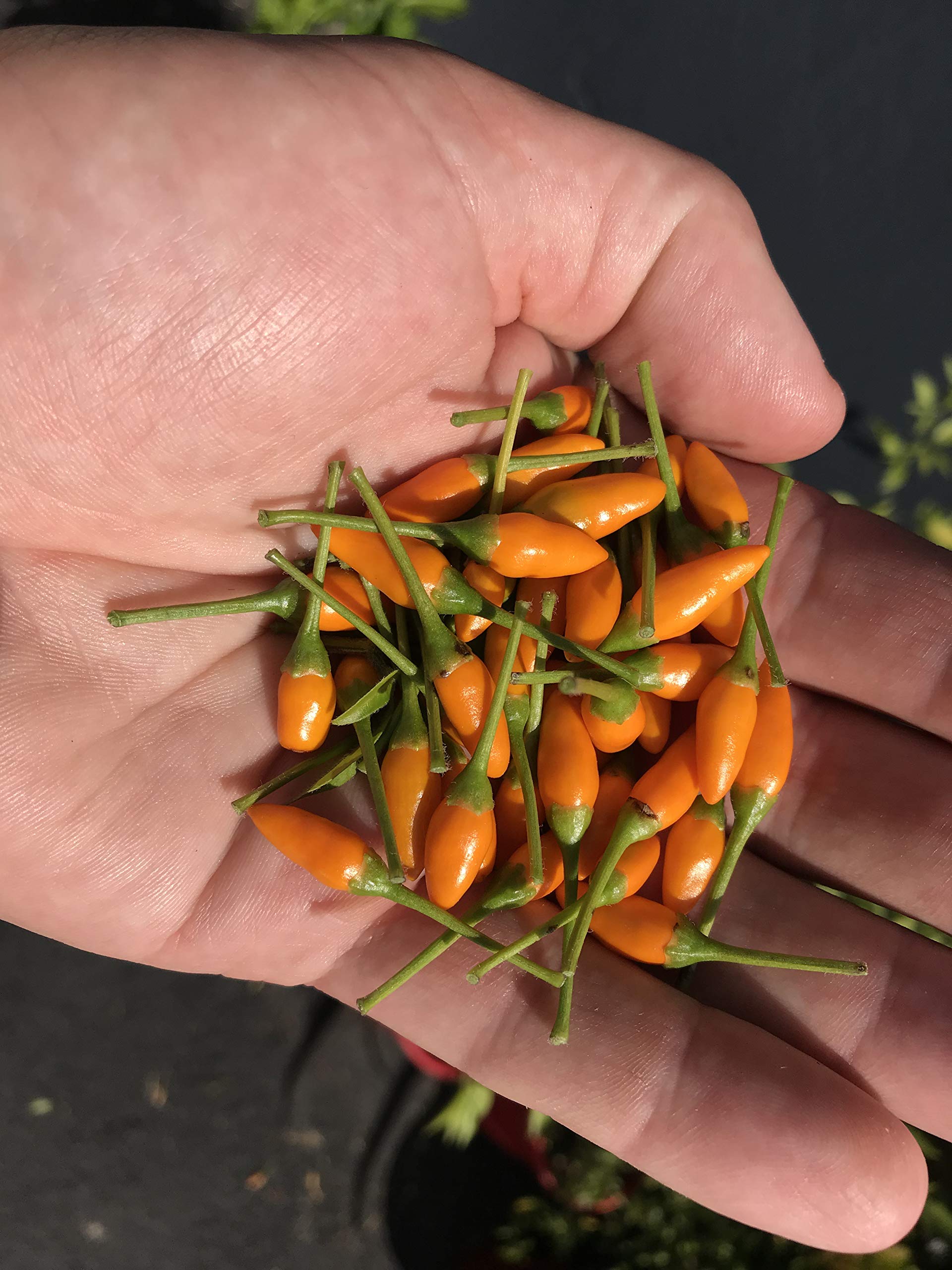 Yellow African Pequin Birds Eye Chilli Seeds For Planting-(300 Seeds)-image-11