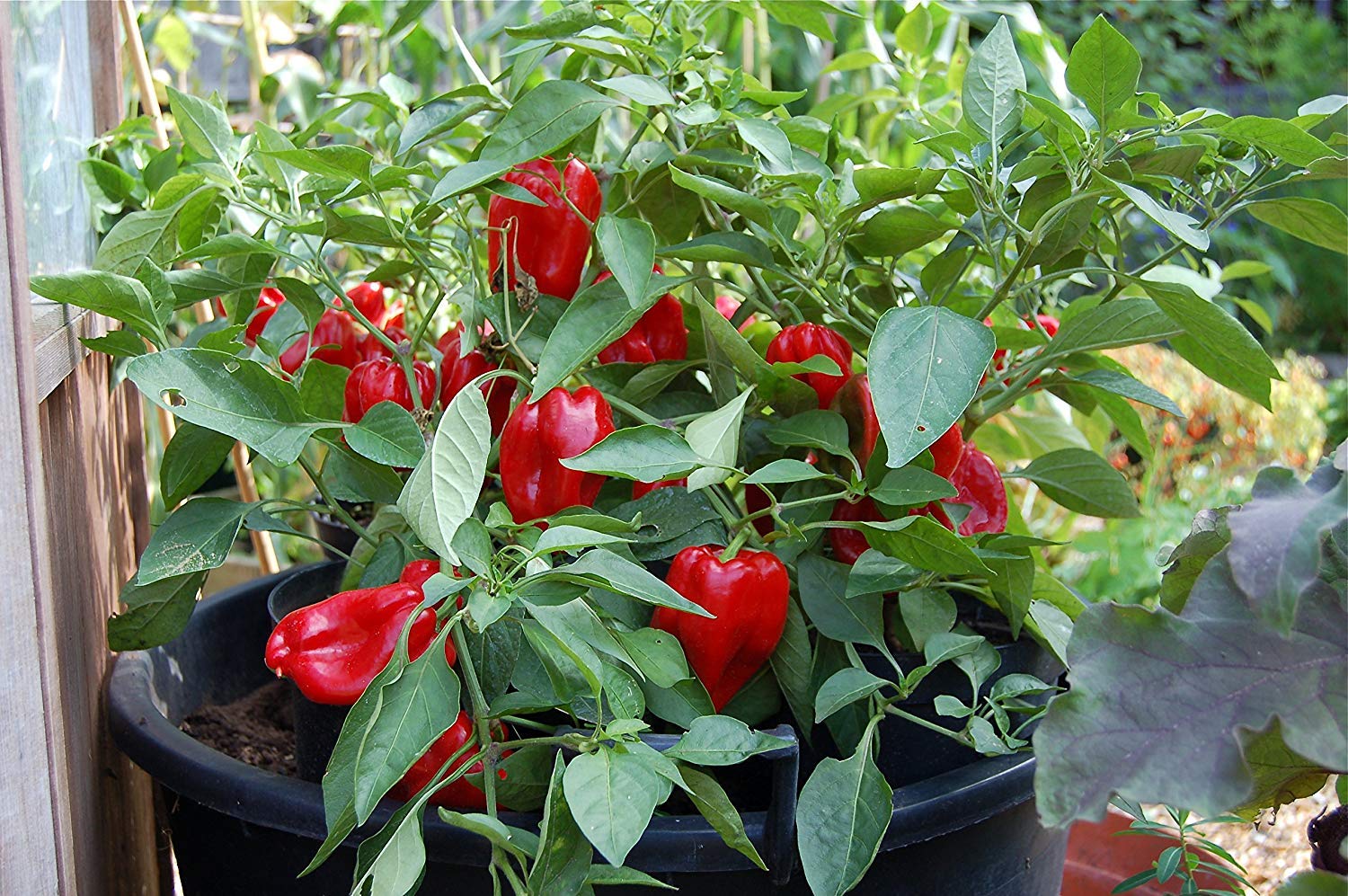Golden Hills Farm CAPSICUM Topepo Rosso Chili Pepper Seeds Vegetable Seeds Home Garden Seeds 100 seeds (B07P2NLQWH) Amazon Price History, Amazon Price Tracker