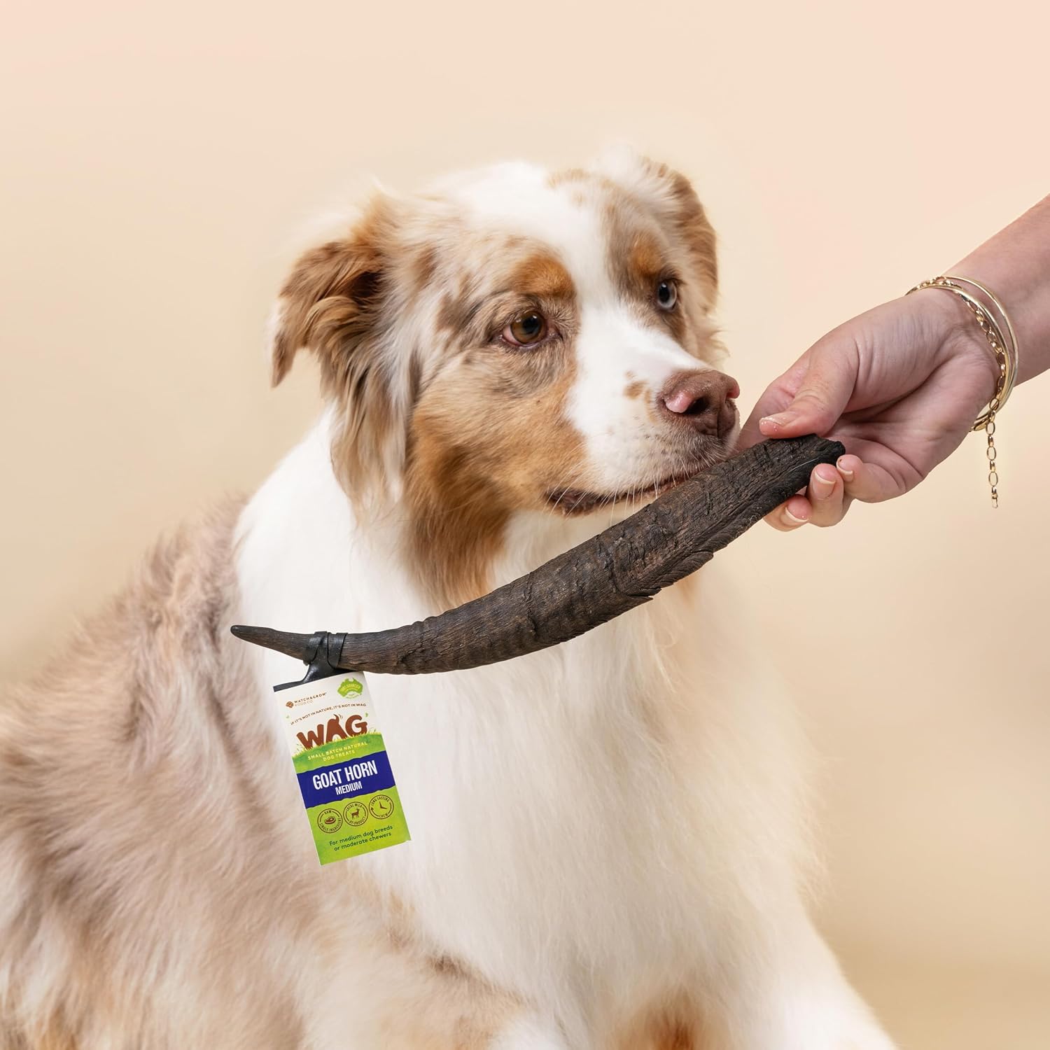 Goat Horns for Dogs: Good Chew or Vet Visit Waiting to Happen? 🤔 dog looking at a goat horn