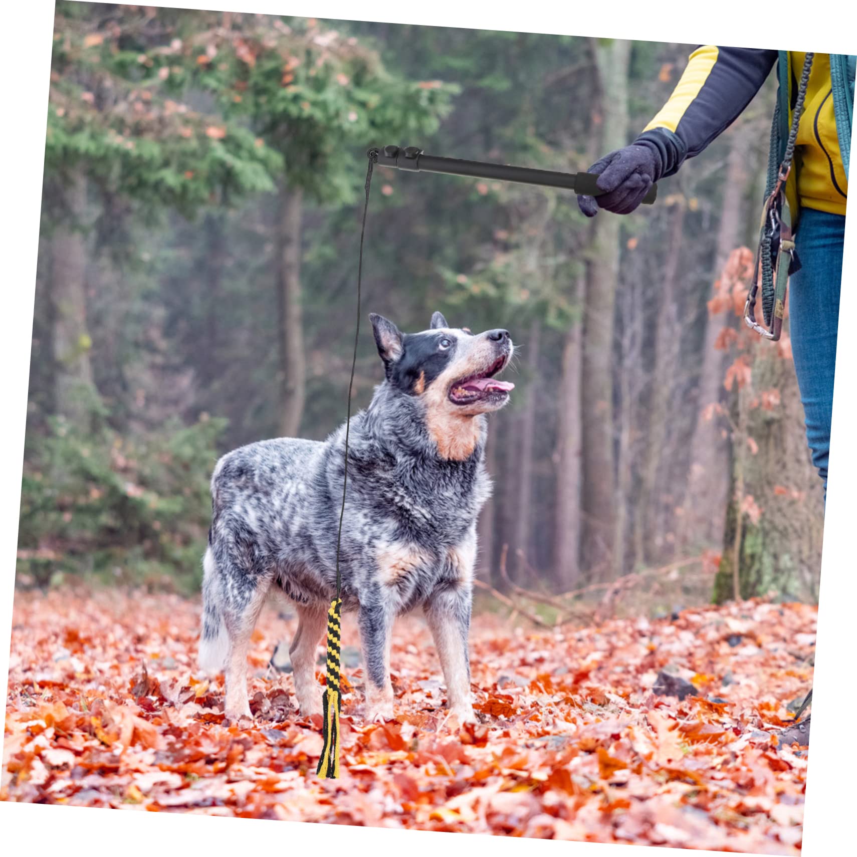 Sosoport 1satz Telescopische Hundespielzeug-Stange Robuste Langlebige Flirtstange Für Hunde Teiliges Für Aktives Spielen Und Training Für Kleine Und Große Hunde