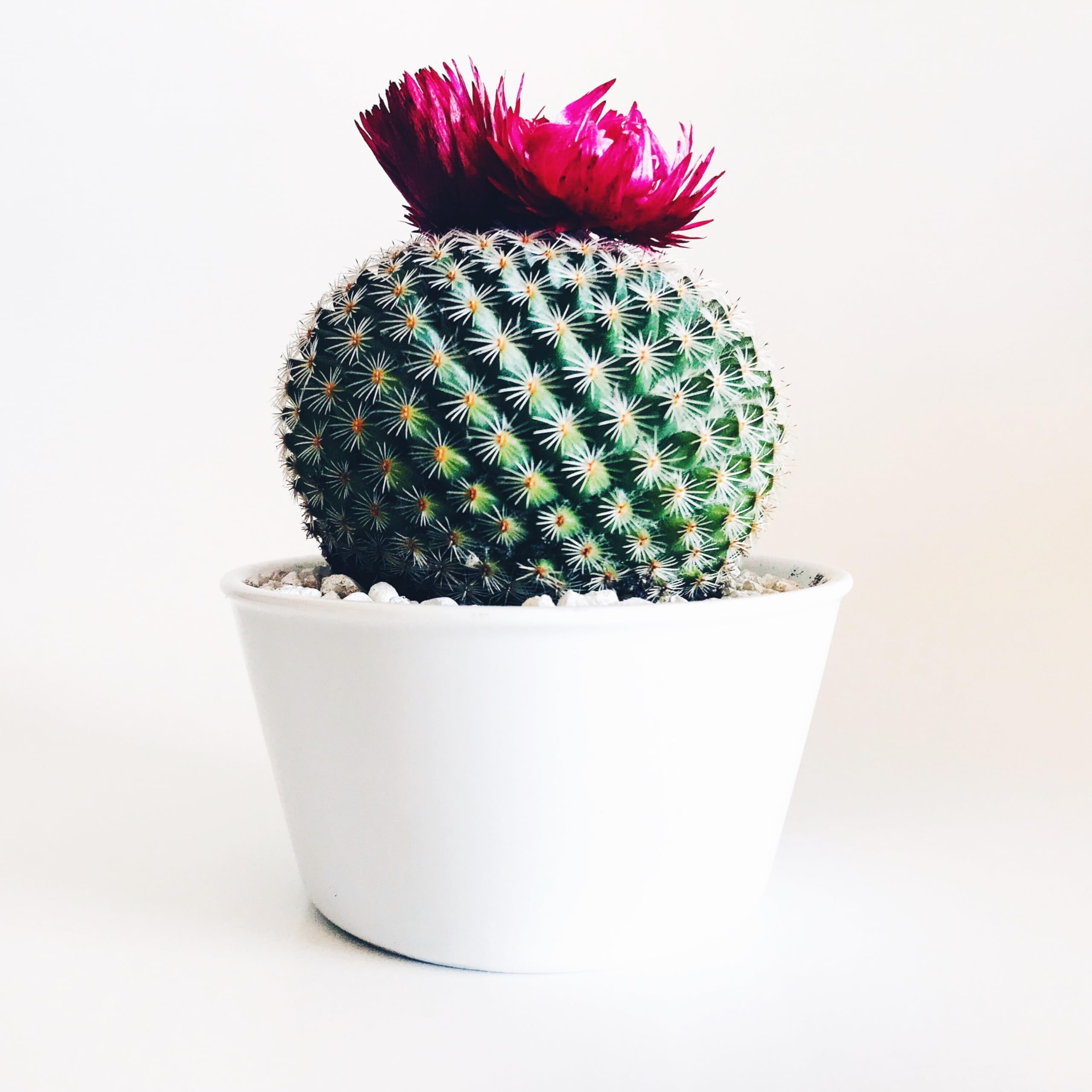 SOURAV NURSERY Moon Cactus Plant (B0CLB6DT98) Amazon Price History, Amazon Price Tracker