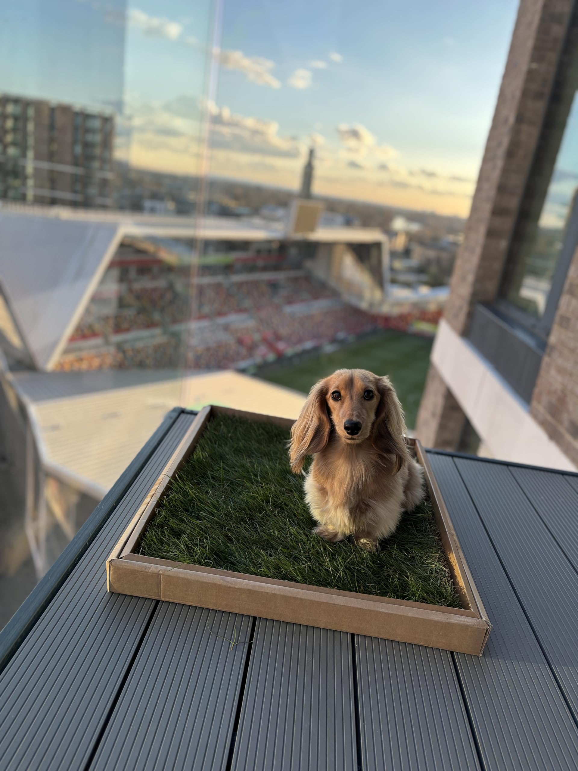 Real Grass Eco-Friendly Dog Toilet | Alternative to Puppy Pee Pads or Artificial Grass| Toilet Train A Puppy in 7 Days | Avoid Bad Weather & Late Night Walks | Perfect For Poorly Pups