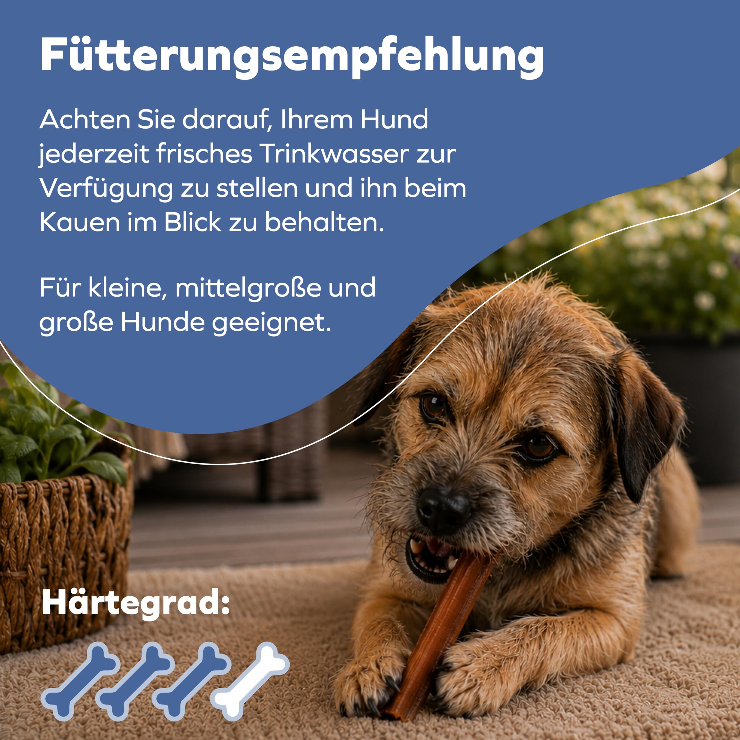 Ochsenziemer für Hunde – 12cm große Kauartikel - 20 Stck. für langanhaltenden Kauspaß