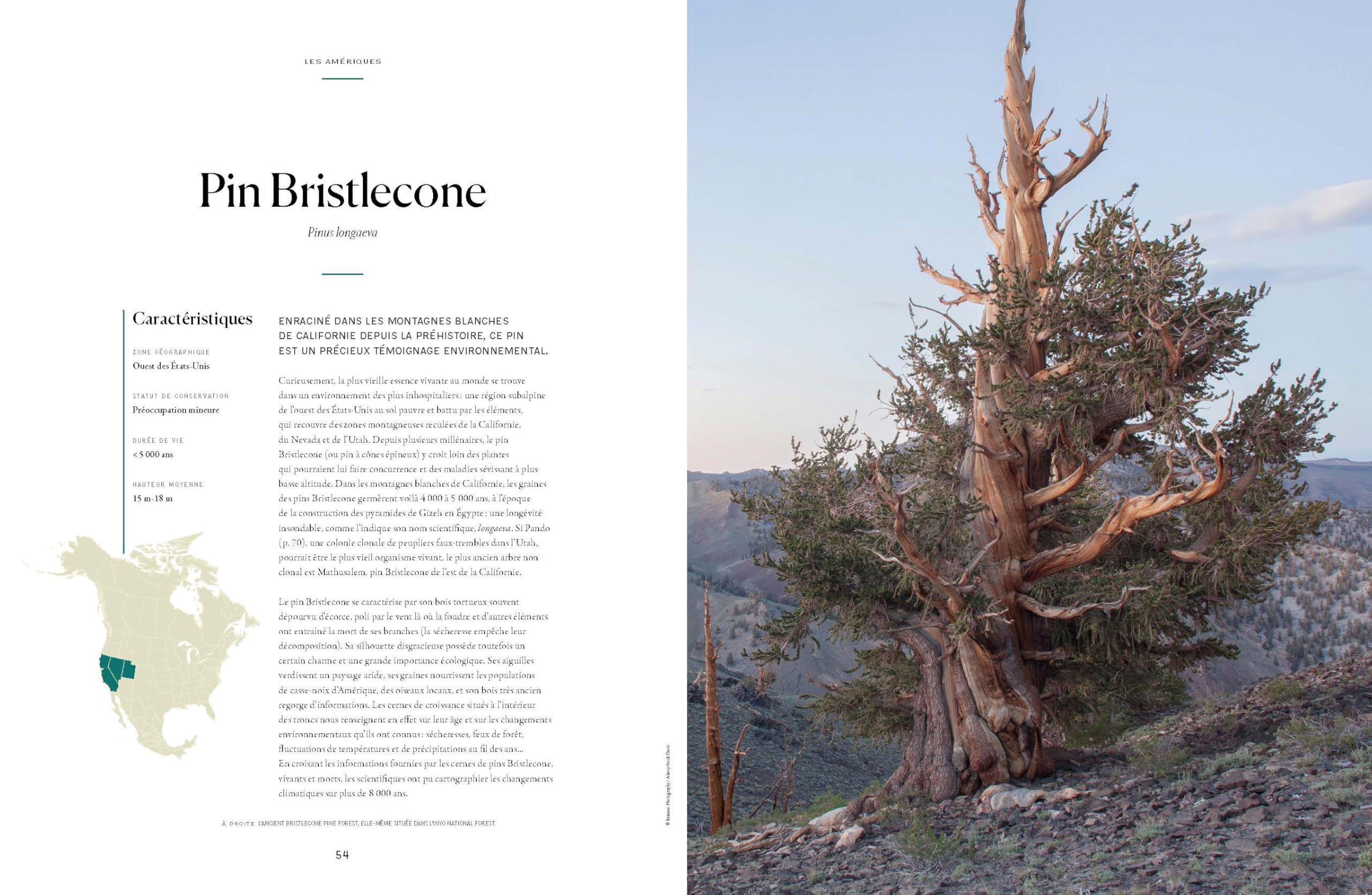 Lonely Planet - L'Atlas des arbres: Un incroyable tour du monde végétal