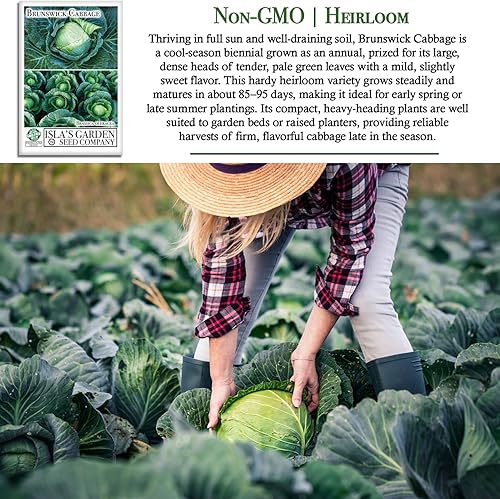 Miniatura 3 de Semillas de col Brunswick para plantar, más de 300 semillas de reliquia por paquete, semillas de jardín de Isla (semillas de jardín de Isla),
