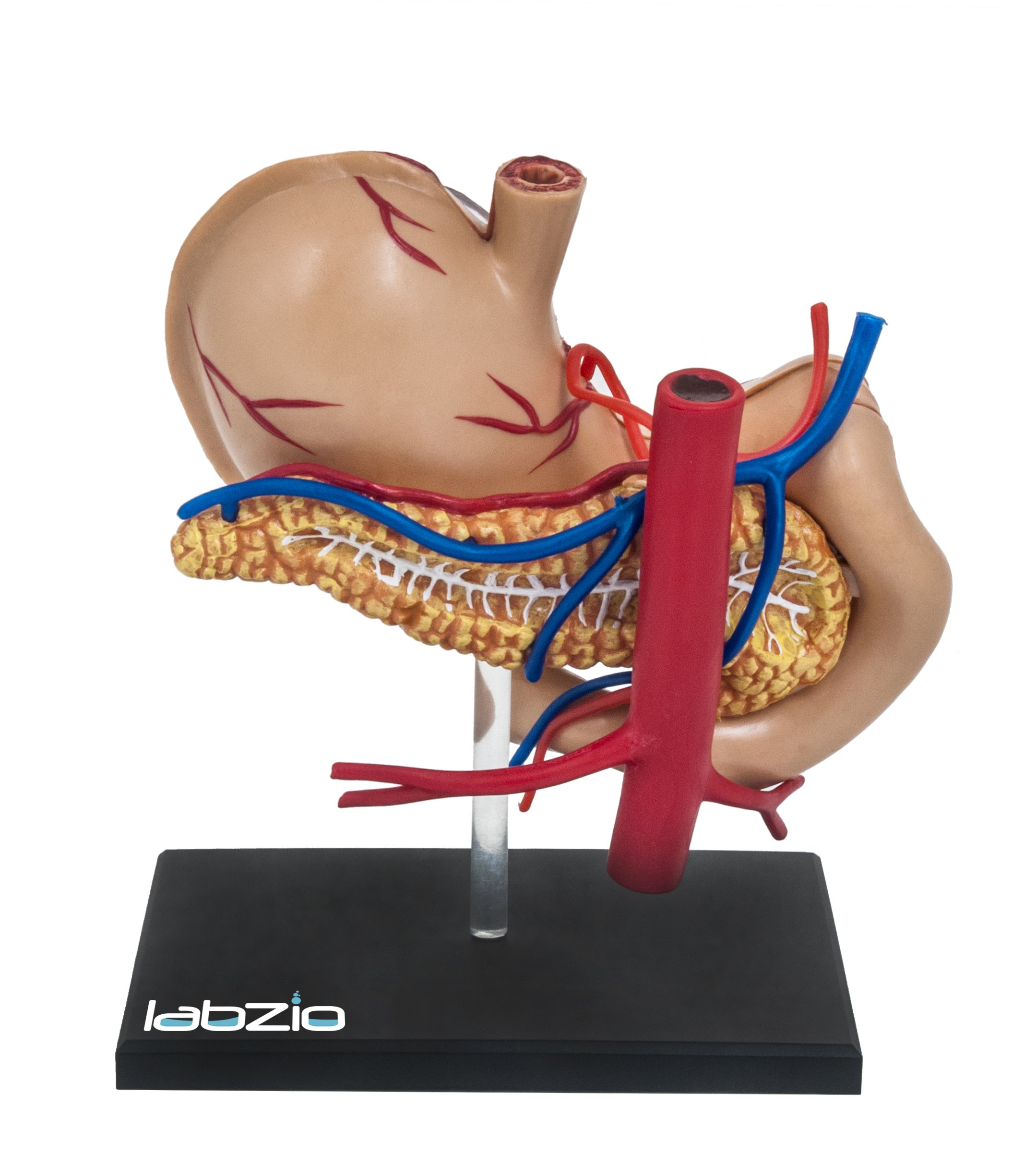 Buy LABZIO EISCO Deluxe 4D Human Stomach Medical Anatomical Model with