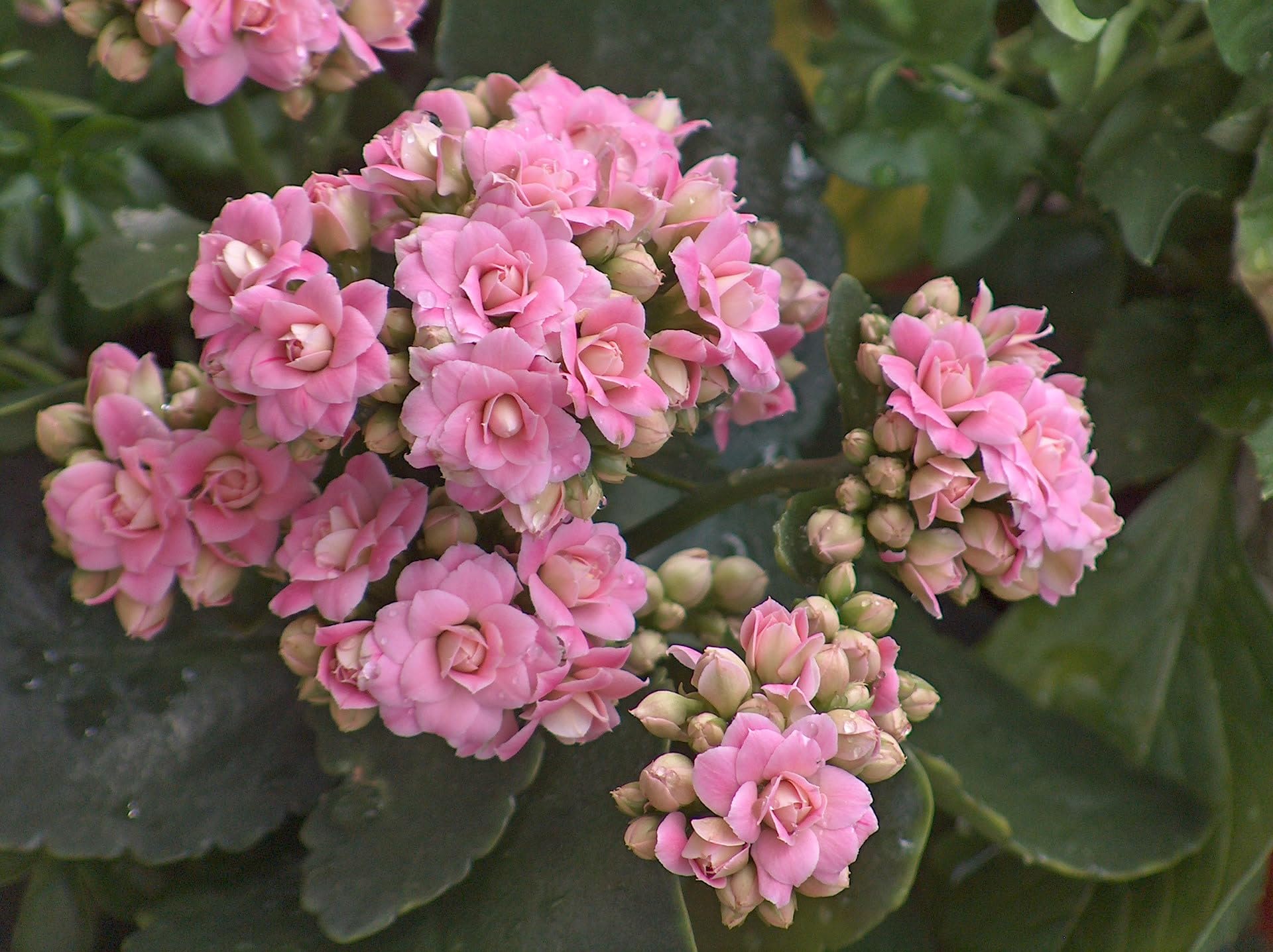 Kalanchoe Live Pink Flower Plant, Indoor Flowering Succulent, Long Lasting for Office, Balcony, Home Garden, Pack of 1 Without Pot No pot-image-0