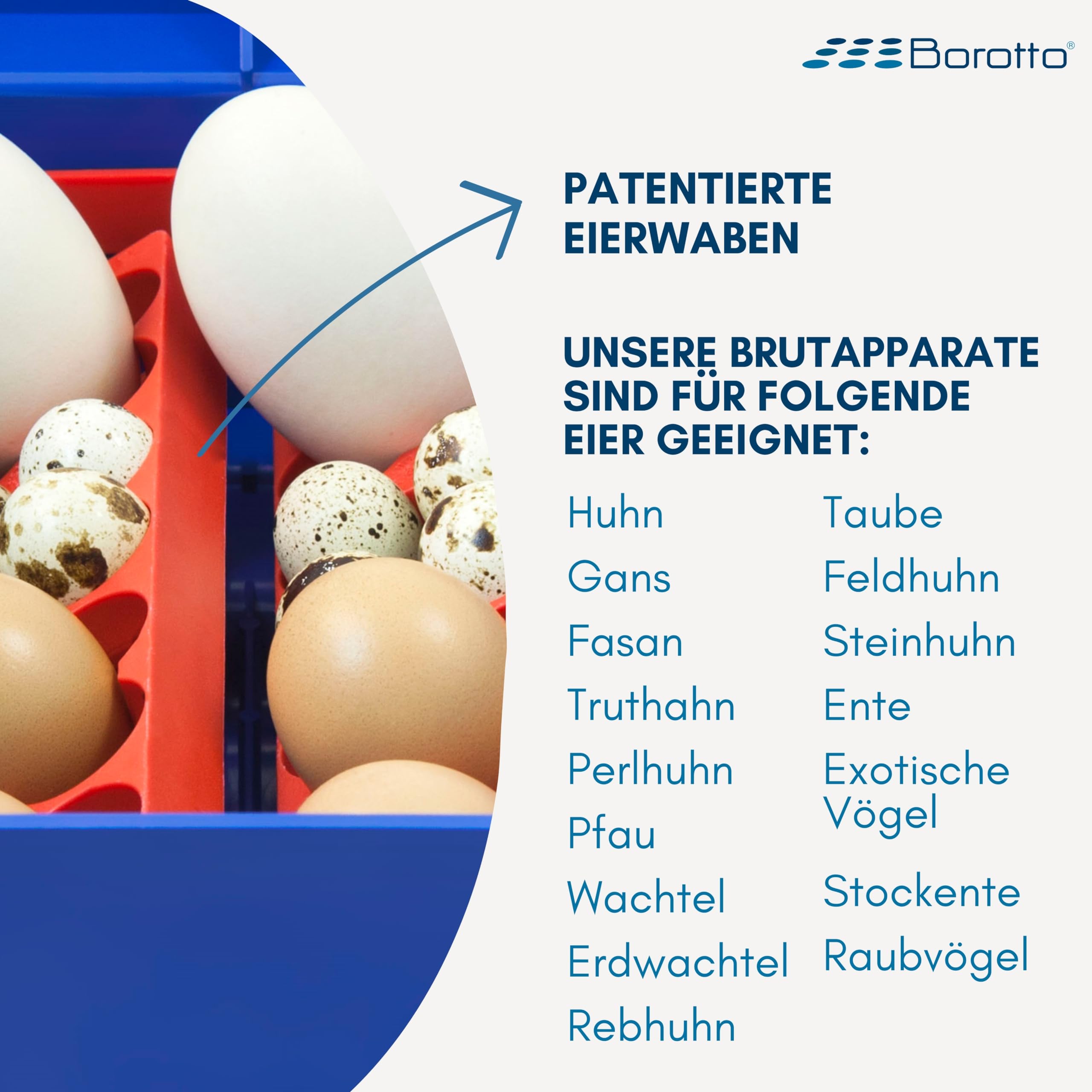 Borotto Lumia 8 | Brutautomat Vollautomatisch, Inkubator für 8 Eier oder 32 Kleine Eier mit Automatischem Eierwendemechanismus und Temperaturregelung | Hergestellt in Italien