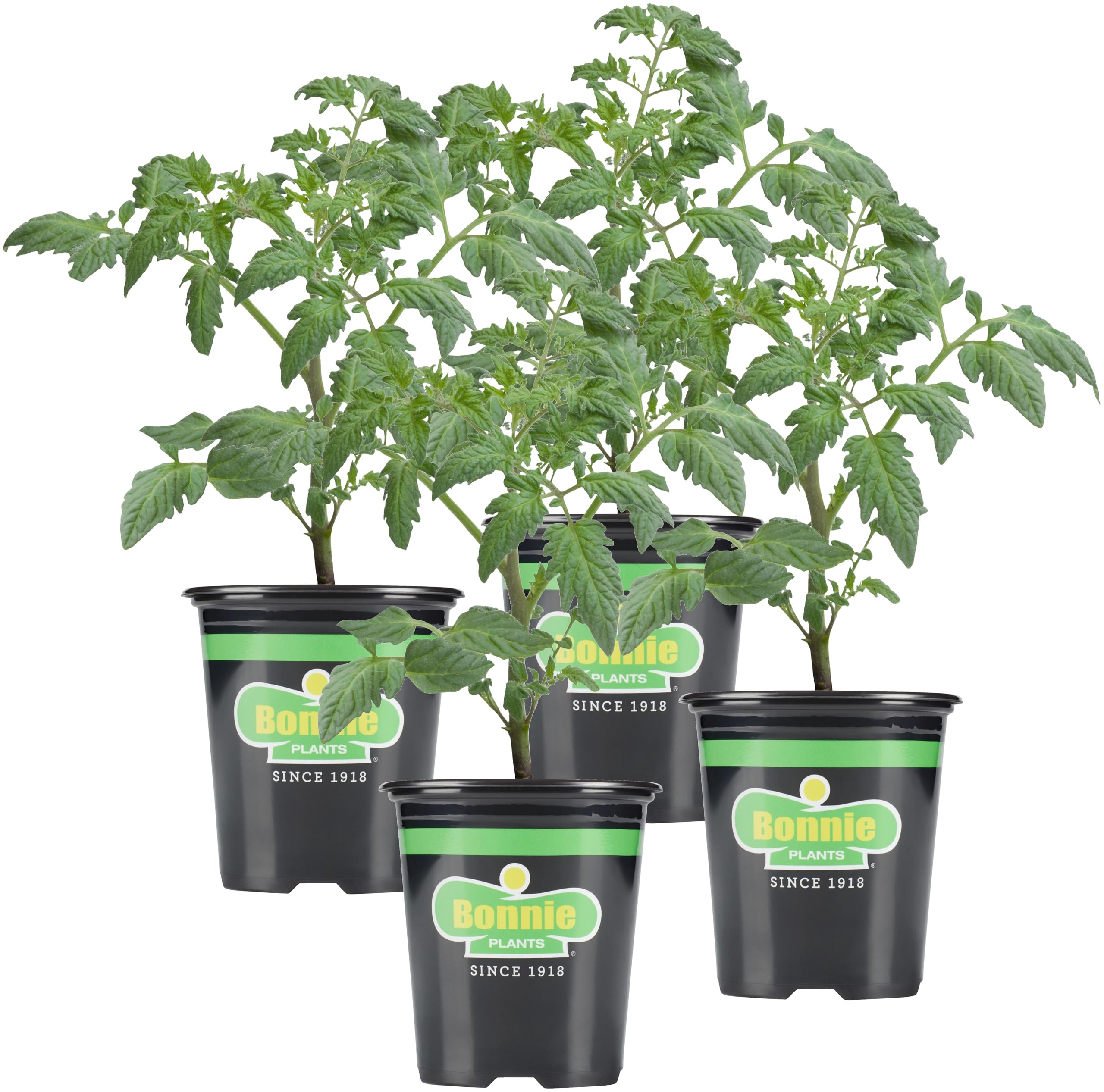 Bonnie Plants Bush Goliath Tomato