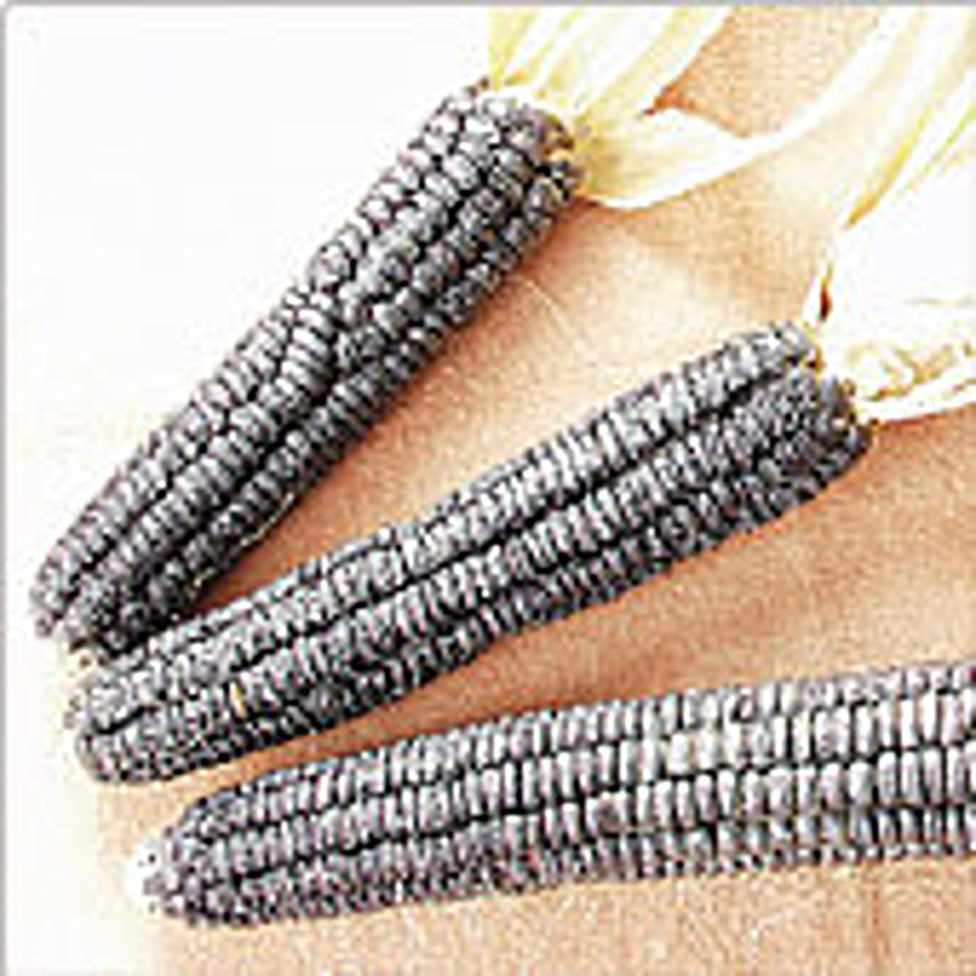 Black Aztec Corn - Mary's Heirloom Seeds