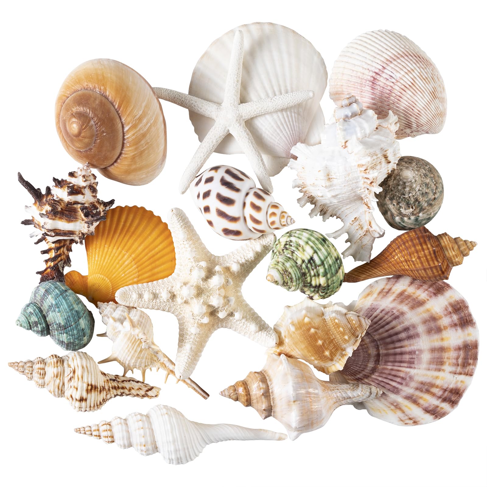 Large Sea Shells 20PCS for Beach Decor: Mixed Seashells, Starfish, Conch Shell, and Cowrie Shells for Ocean Decor, DIY Crafts, Home Decor, Table Scatters, and Fish Tank Decorations