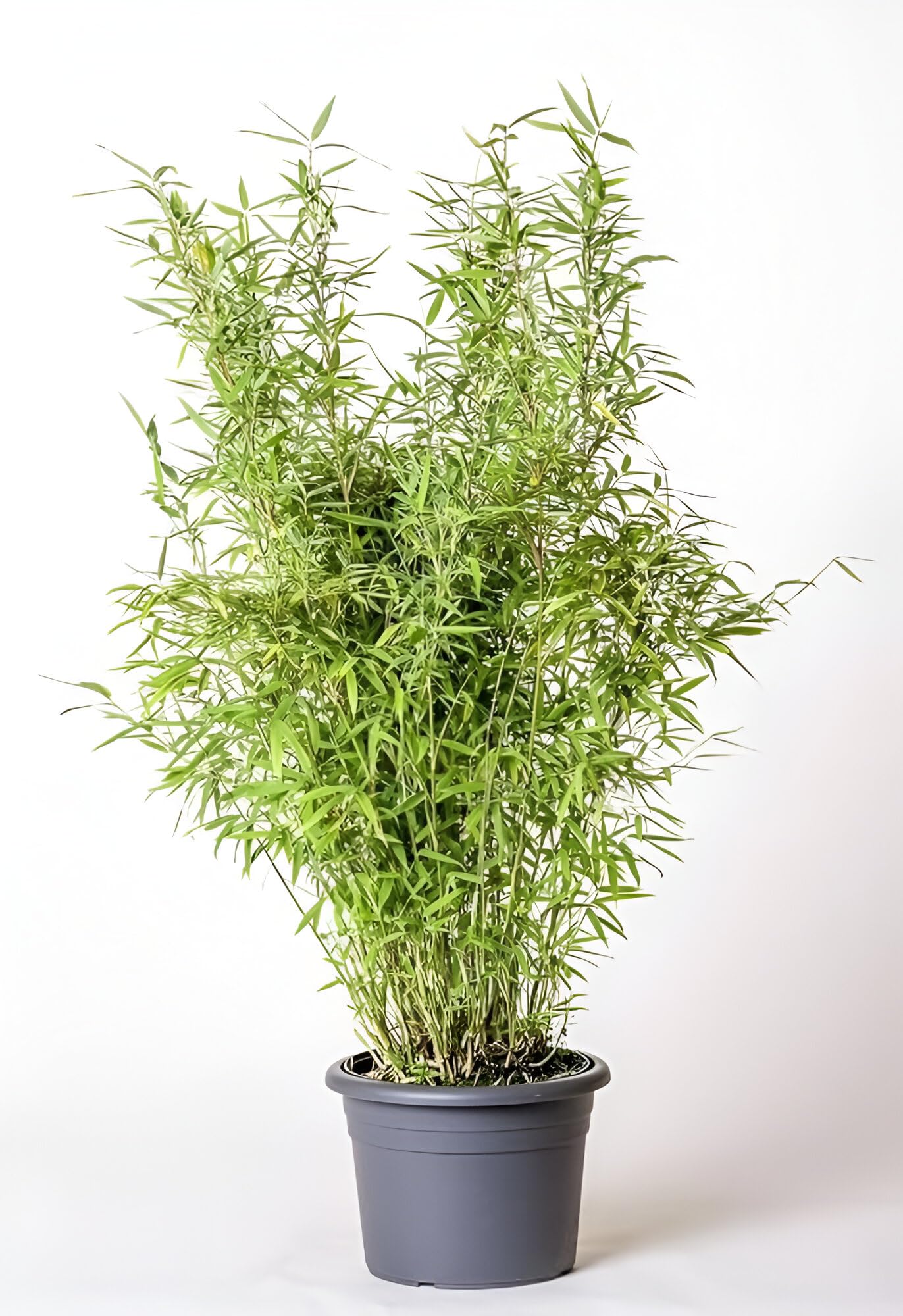 ABEFARIYA Chinese Bamboo Live Plant Dwarf Bamboo Bambusa Multiplex Bambusa Pleioblastus Pumilus Plant with Grow bag -(height 30-35 c.m.) for home gardening (Indoor & Outdoor Plant)-image-22