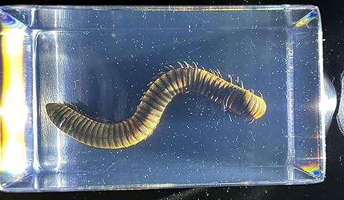 Miniatura 18 de Escarabajo de algodoncillo azul cobalto real de 1.732 in en espécimen de resina de lucita cristalina, insectos, insectos preservados, colección