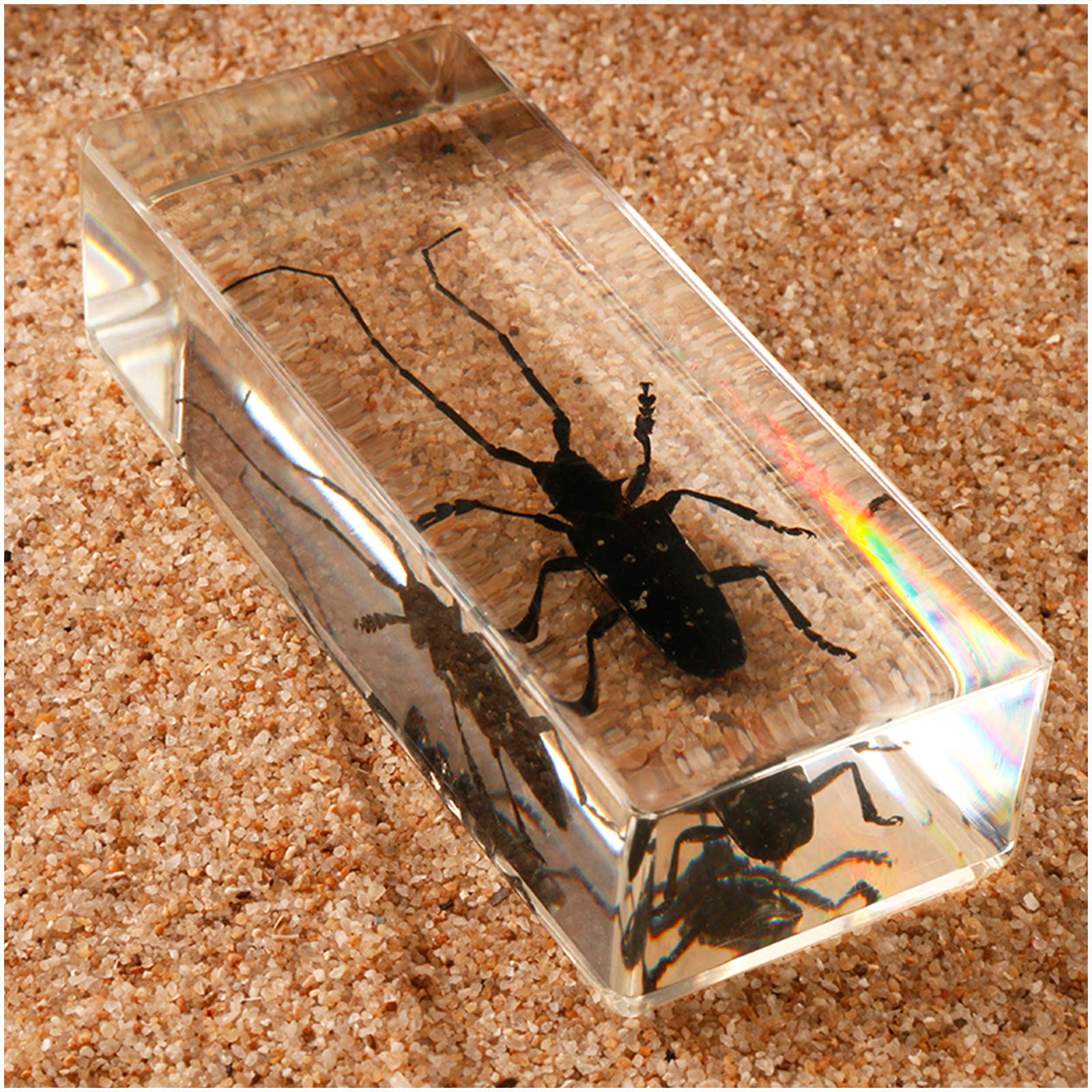 Amazon.co.jp: 本物の樹脂昆虫カミキリムシ埋め込み標本