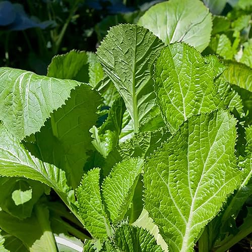 Miniatura 3 de QAUZUY GARDEN 2100 semillas de mostaza china (mostaza de hoja) sabrosas semillas de verduras orgánicas sin OMG para plantar el jardín del hogar de