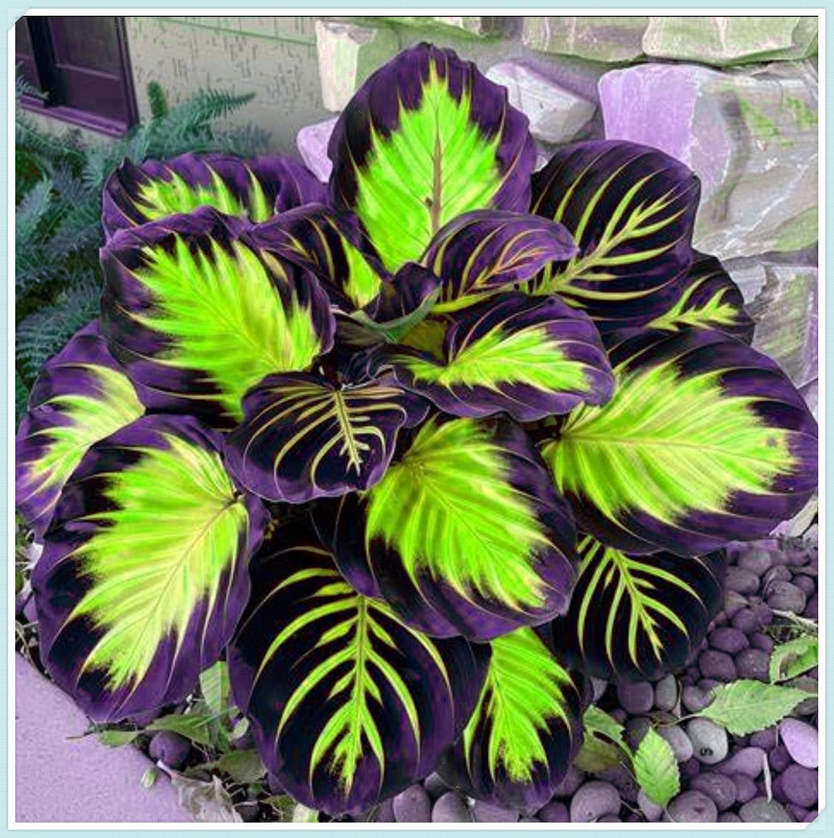 Excellent Hostas Bulbs for Planting Now UK Greening Good for Containers Display Plant Holiday Gifts Natural Organic Easy Planting Ornamental Perennial-8Bulbs-C