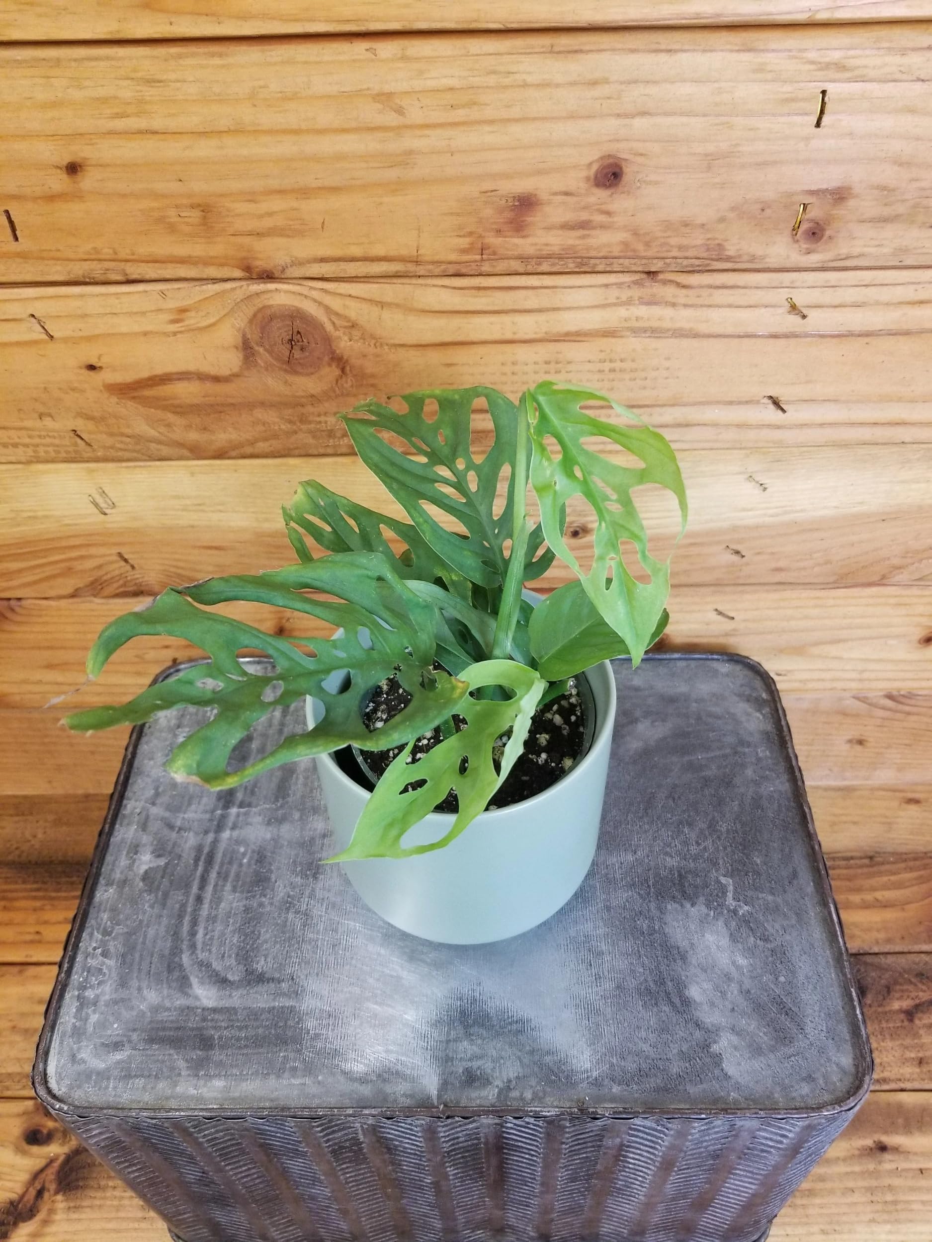 Monstera Esqueleto