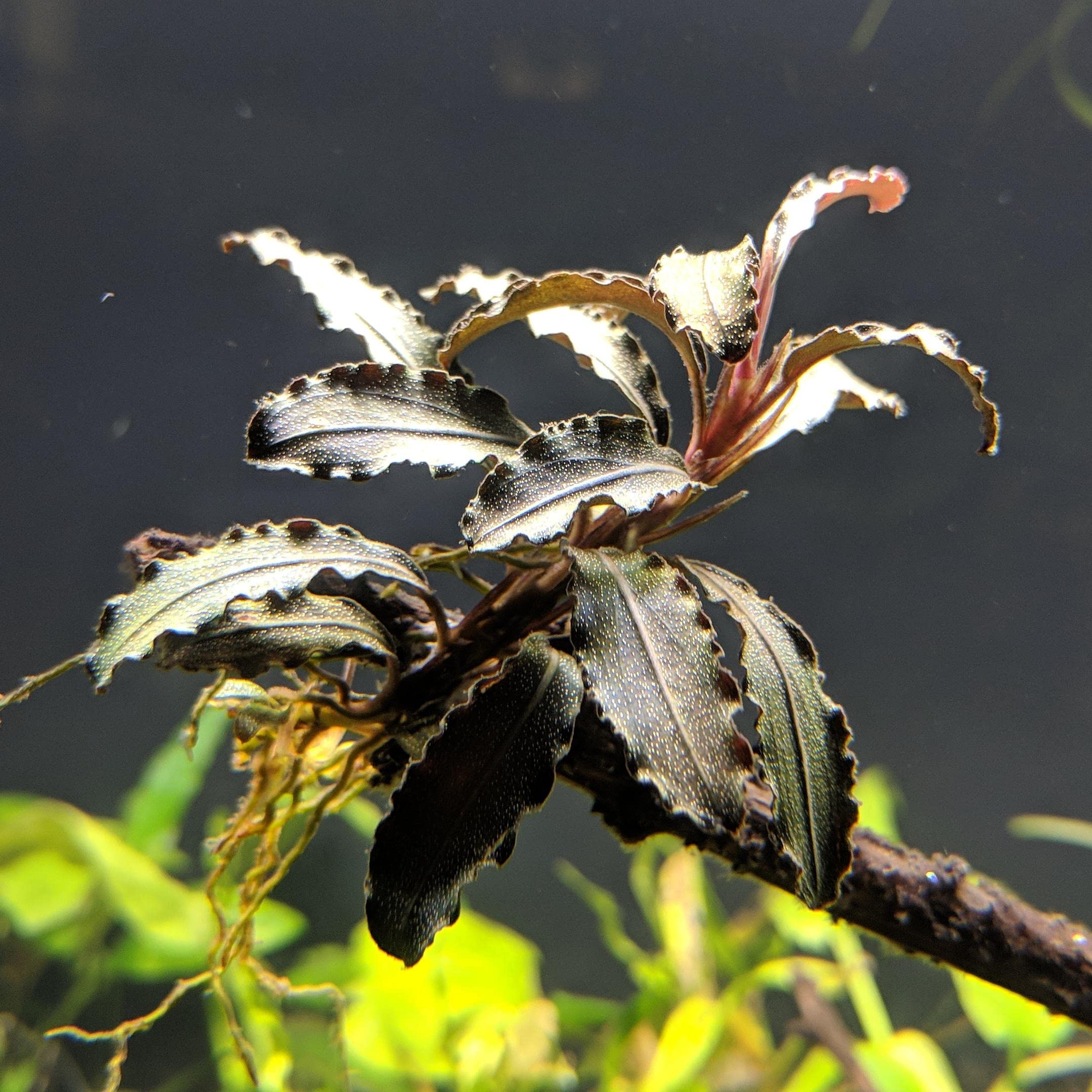 Maalavya Live Aquarium Aquatic Plant (Bucephalandra Kedagang Mini