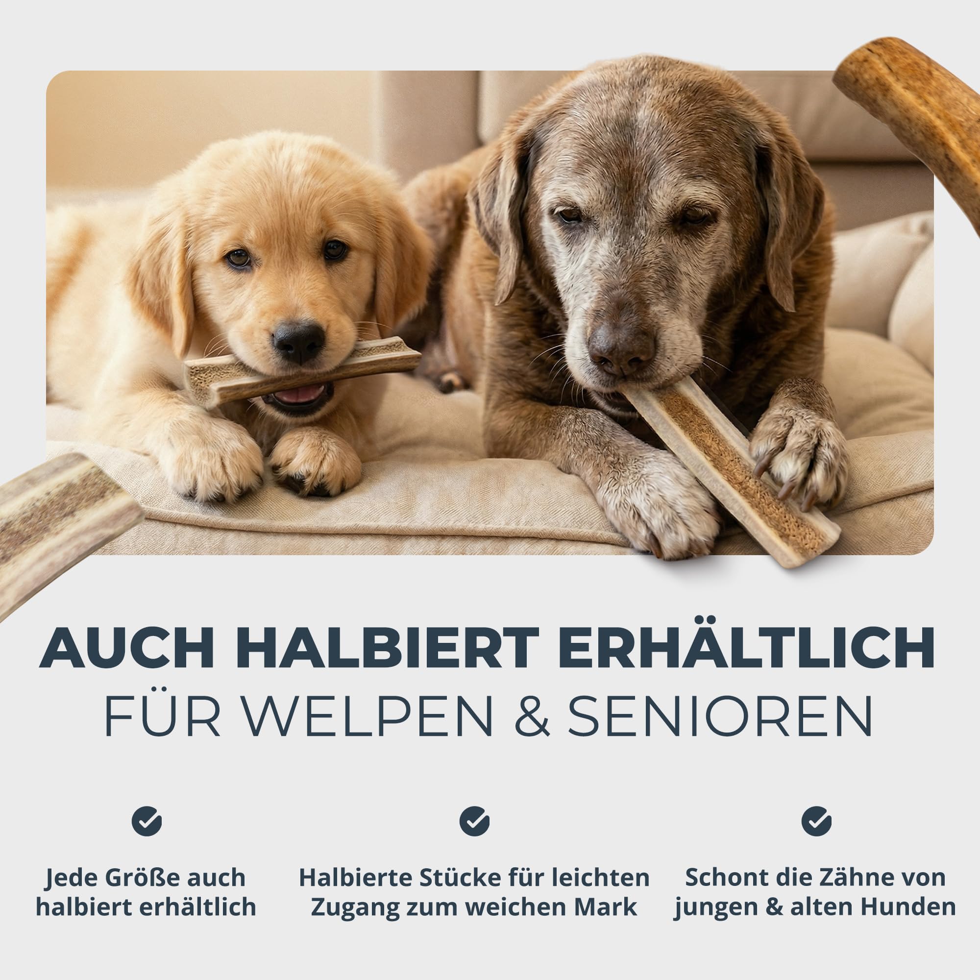 Kaugeweih Hund echtes Rentier | Alternative zu Hirschgeweih Hund & Kauknochen | Extra Lang & Robust | Perfektes Kauholz & Unzerstörbares Kauspielzeug Hunde (L, 1 Stück)