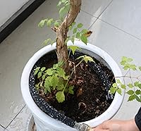 Vista 3 de Atlantic Manguera corta de remojo de 2 pies x 1/2 pulgadas, mangueras de agua para riego de cimientos, camas de jardín, jardín, césped y plantas