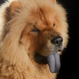 Easy to browse photos Chow Chow Wallpapers